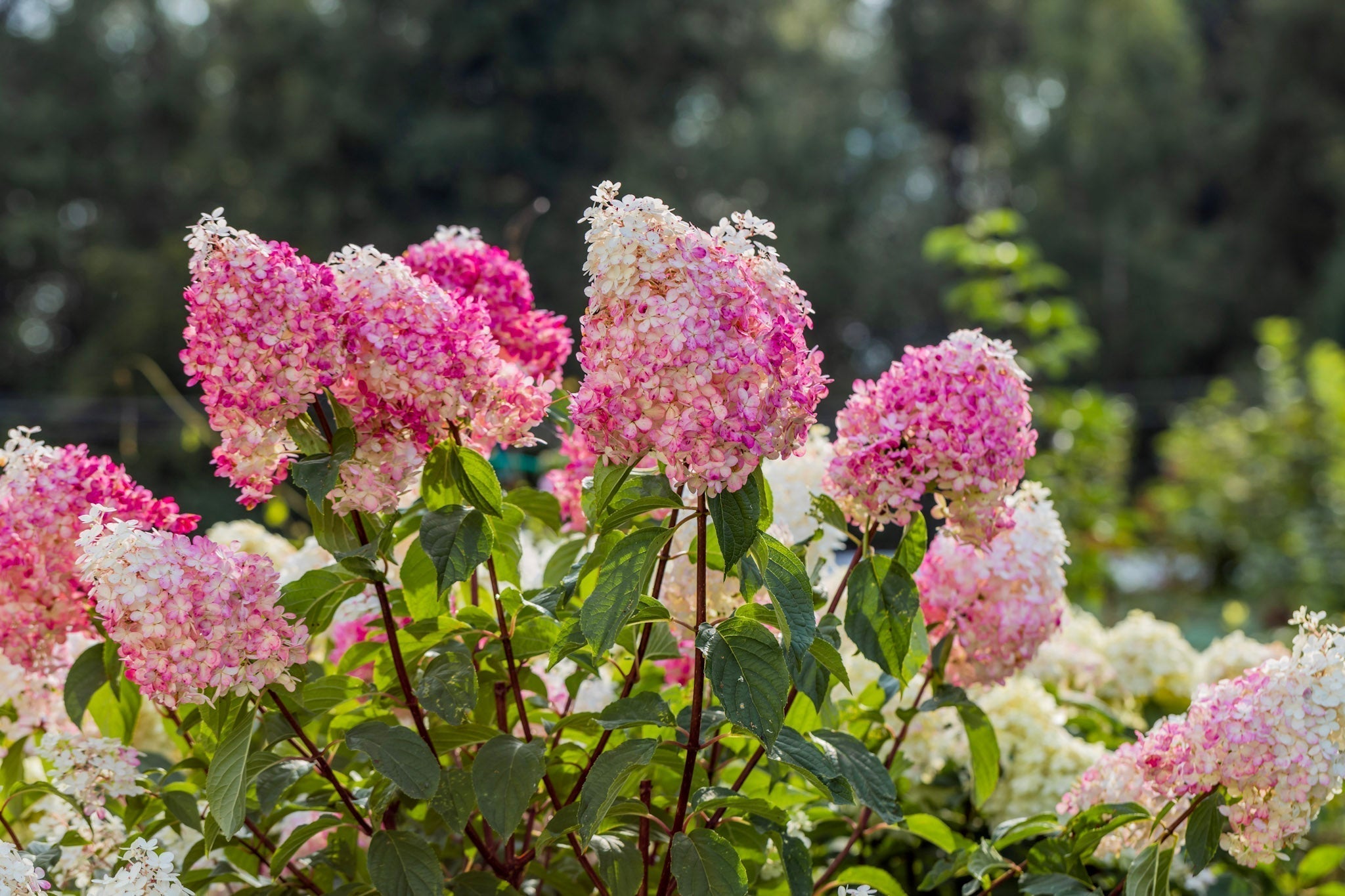 Pluimhortensia 'Vanille Fraise' met roomwitte en roze bloempluimen