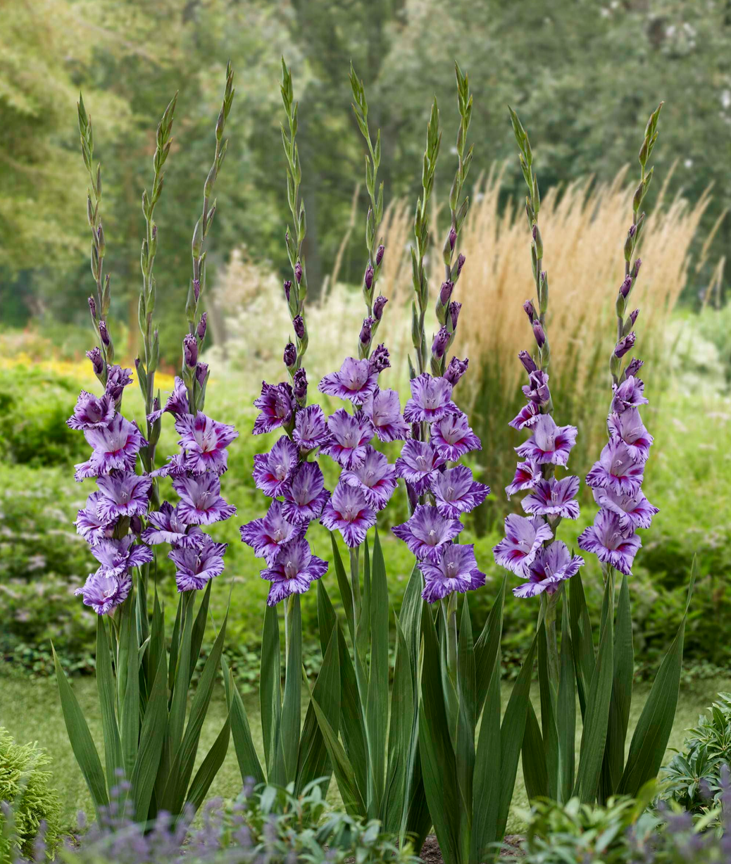 Paarse gladiolen met gekartelde bloemen in de zomerborder