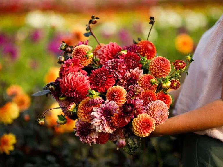 20 boeketten die je zelf kunt maken, met één enkele dahlia-mix