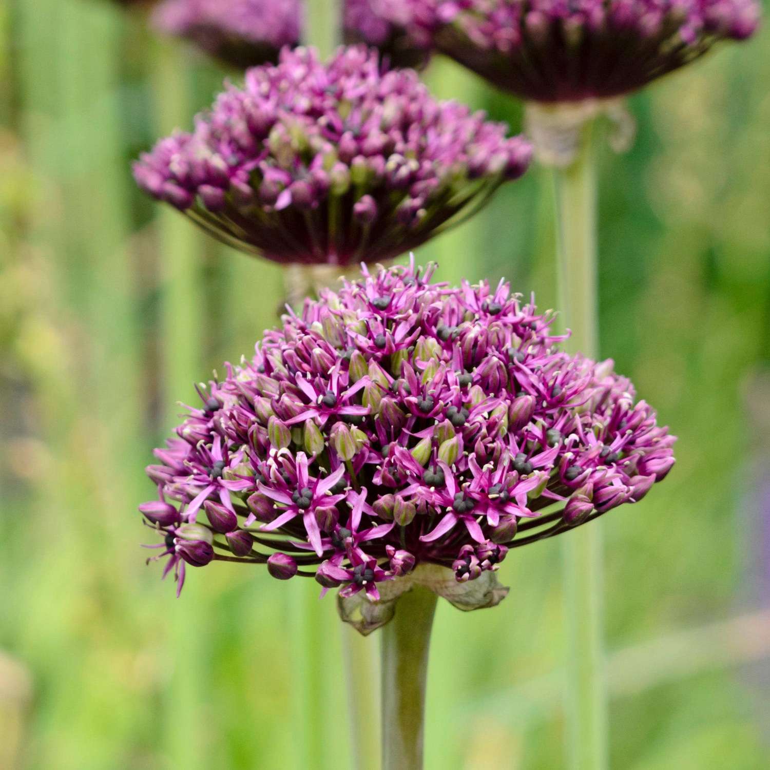 Donkerpaarse bloemkogel van de sierui Allium 'Atropurpureum' op een hoge steel