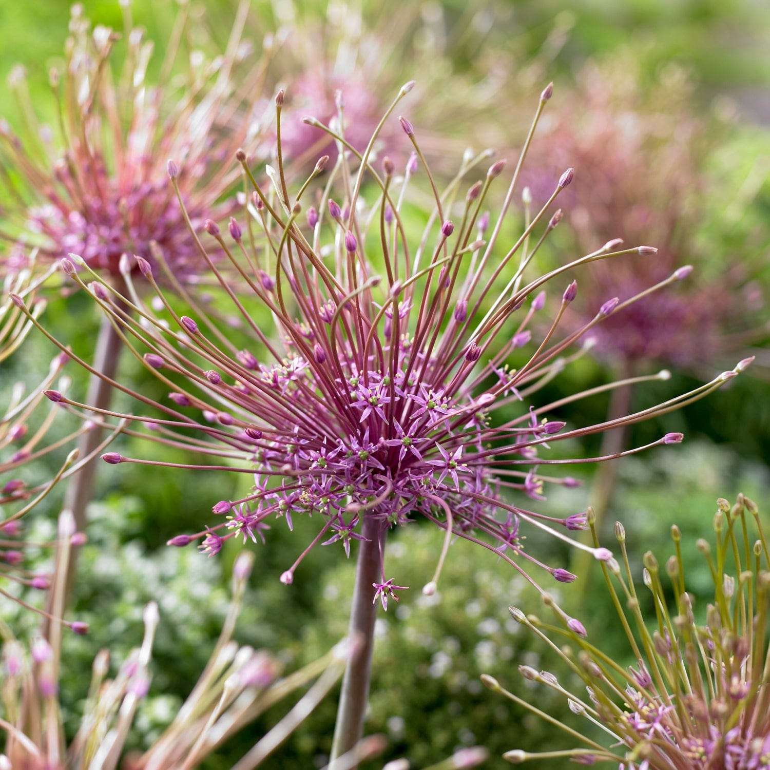 Gedroogd zaadhoofd van Allium schubertii met steeltjes als een bevroren vuurwerk
