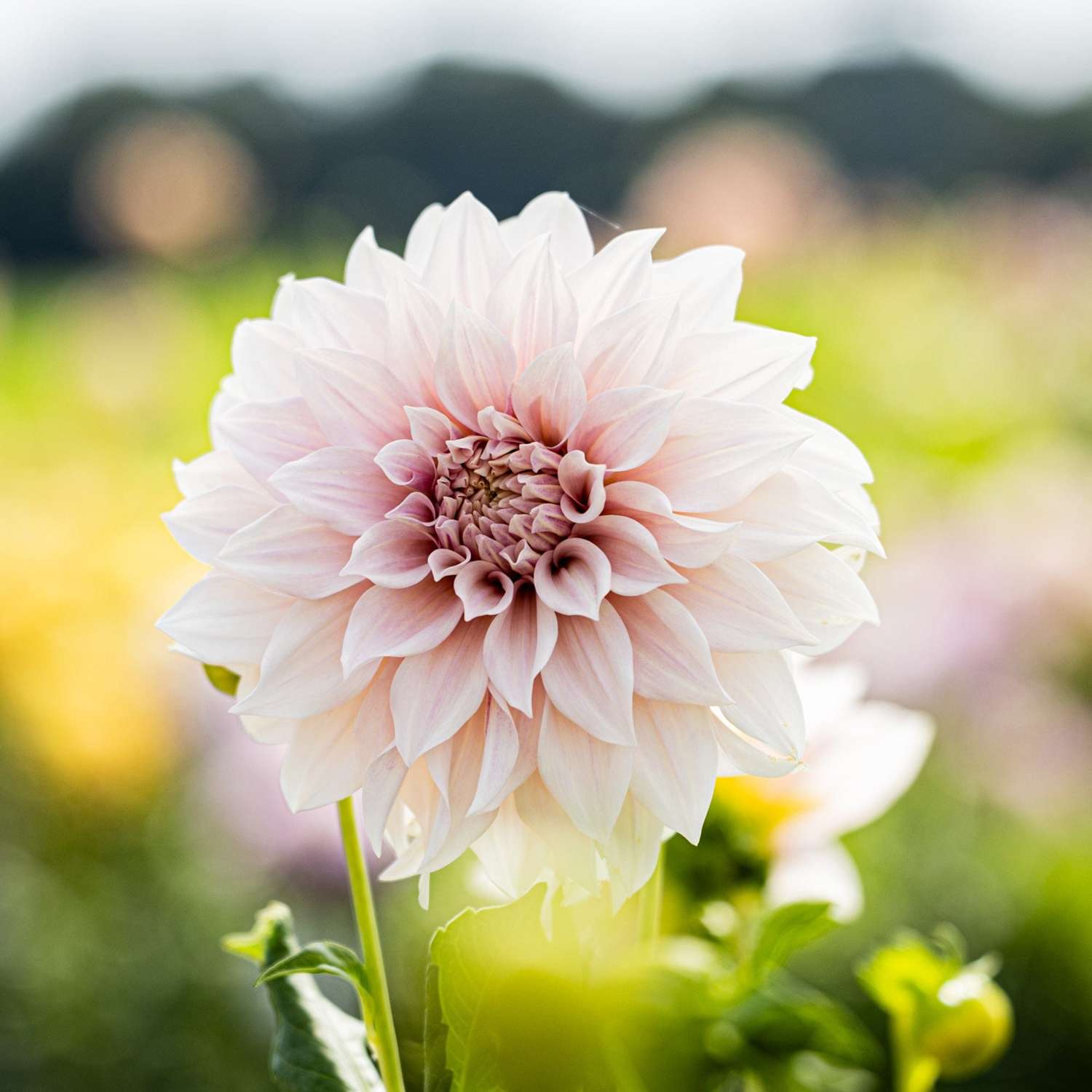 Dahlia Cafe au Lait met grote crèmeroze bloemen boven dicht bladpakket