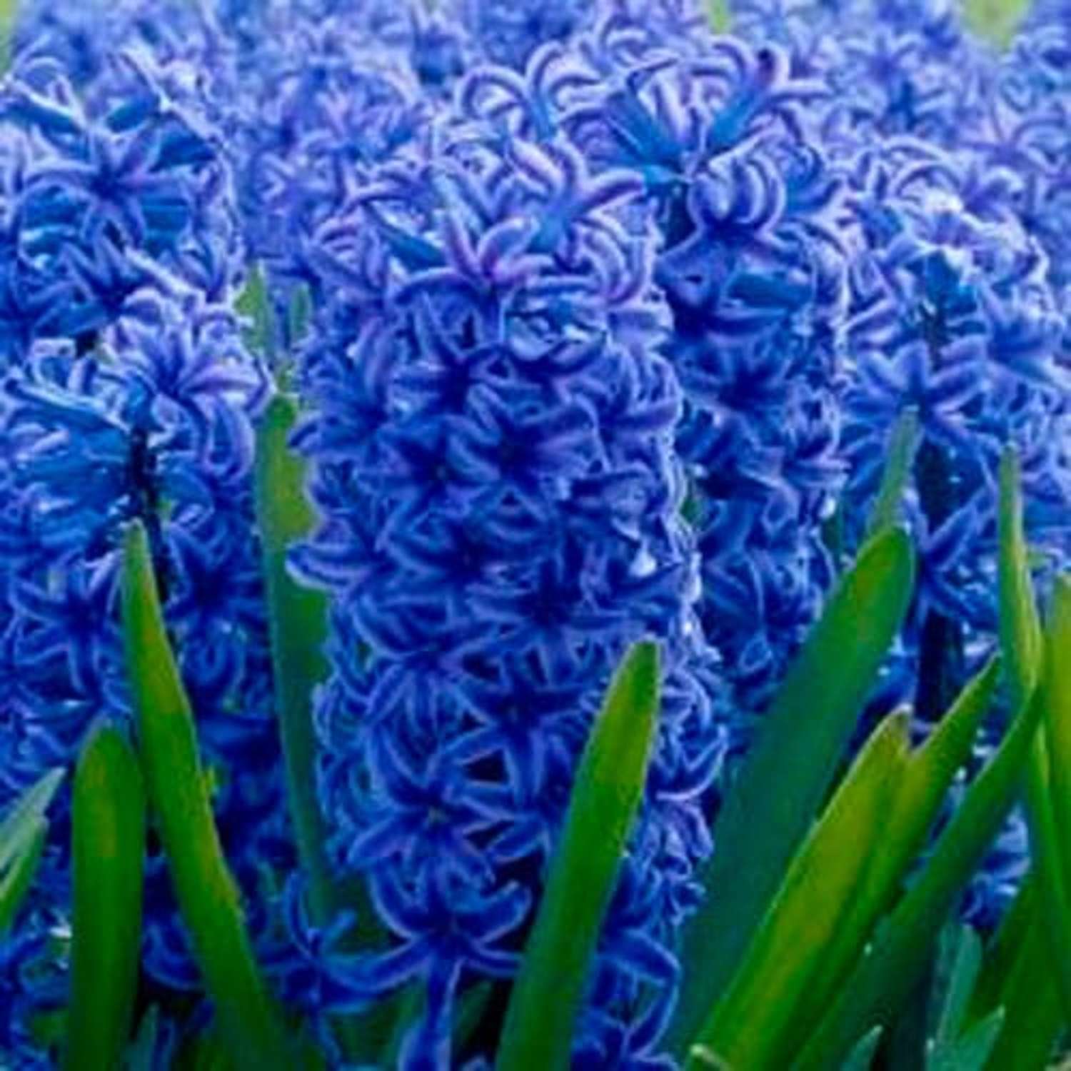 Hyacint Blue Jacket met intens blauwviolette geurende bloemtrossen