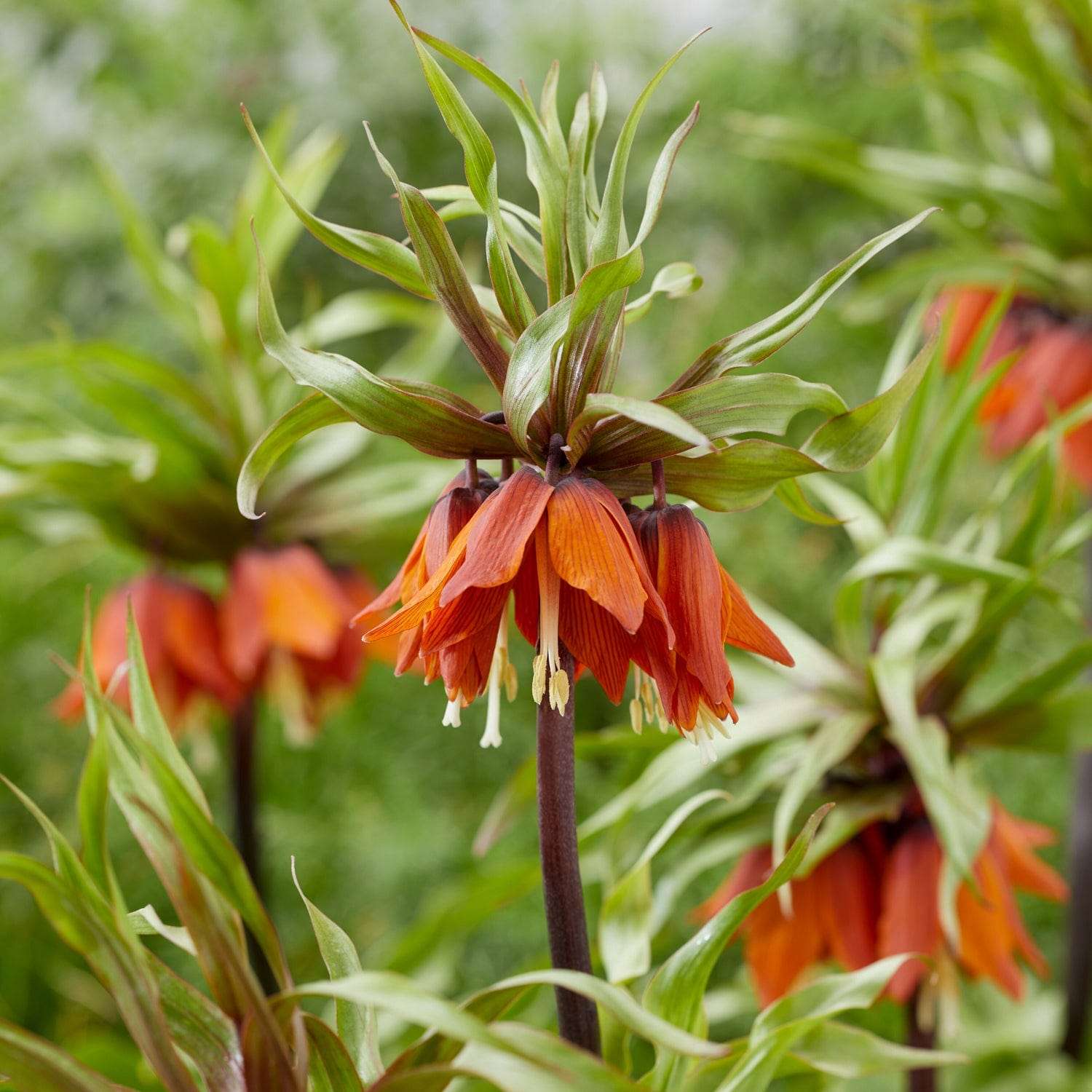 Keizerskroon Rubra met een krans oranje klokken onder een groene bladpluim