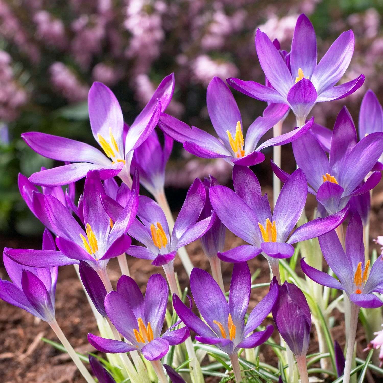 Violette krokussen Whitewell Purple die opengaan in het vroege voorjaarslicht