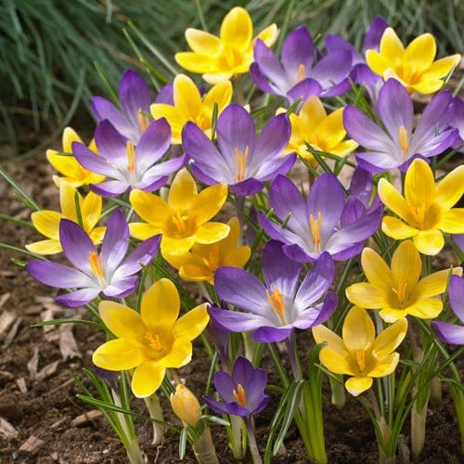 Krokussen in goudgeel en violet in het vroege voorjaar
