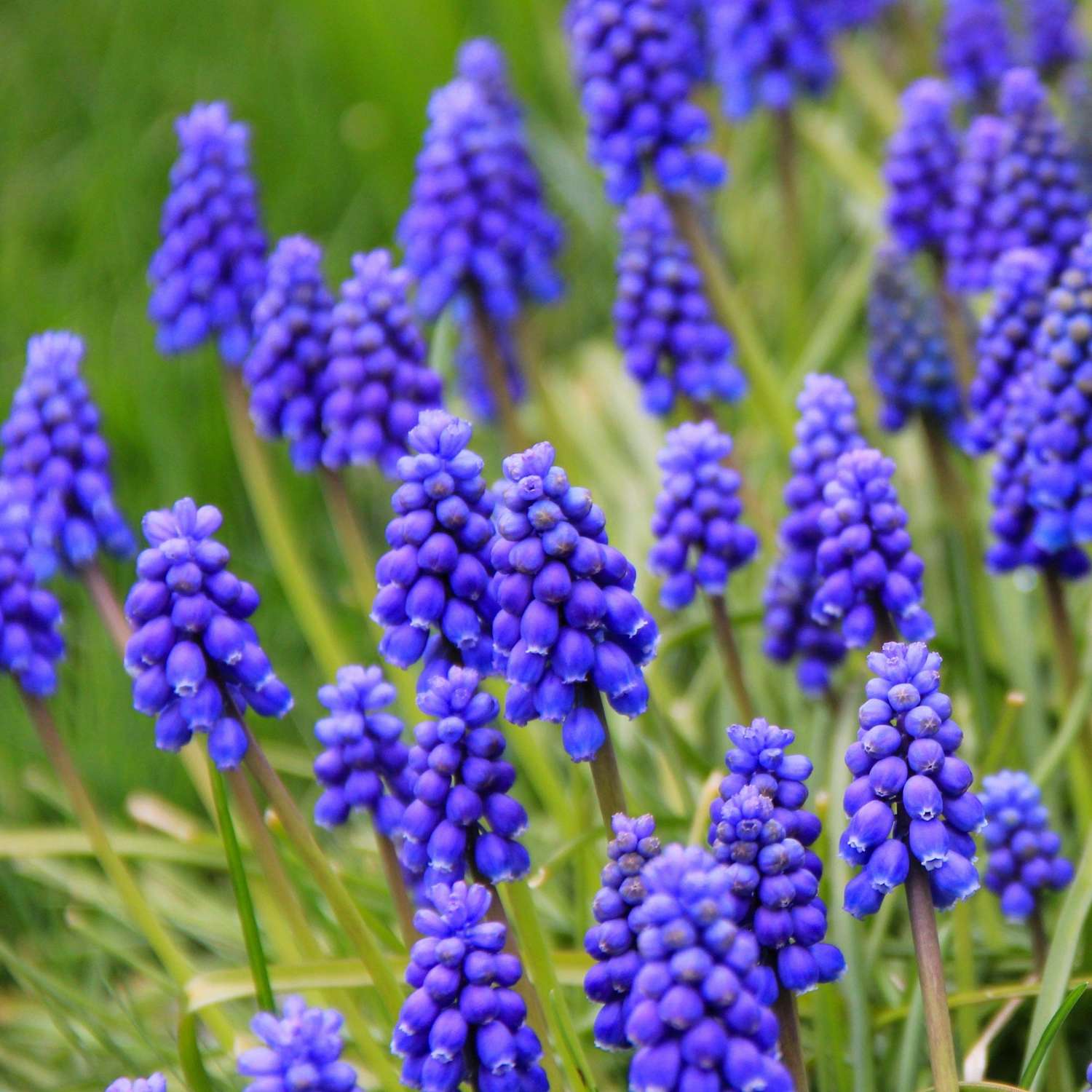 Blauwe druifhyacinten Muscari armeniacum in een dichte groep