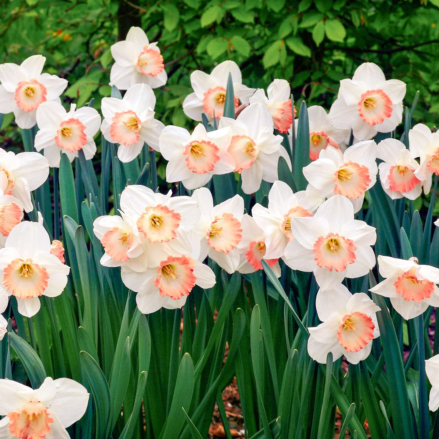 Narcissus Pink Charm met ivoorwitte bloemdelen en koraalroze trompet