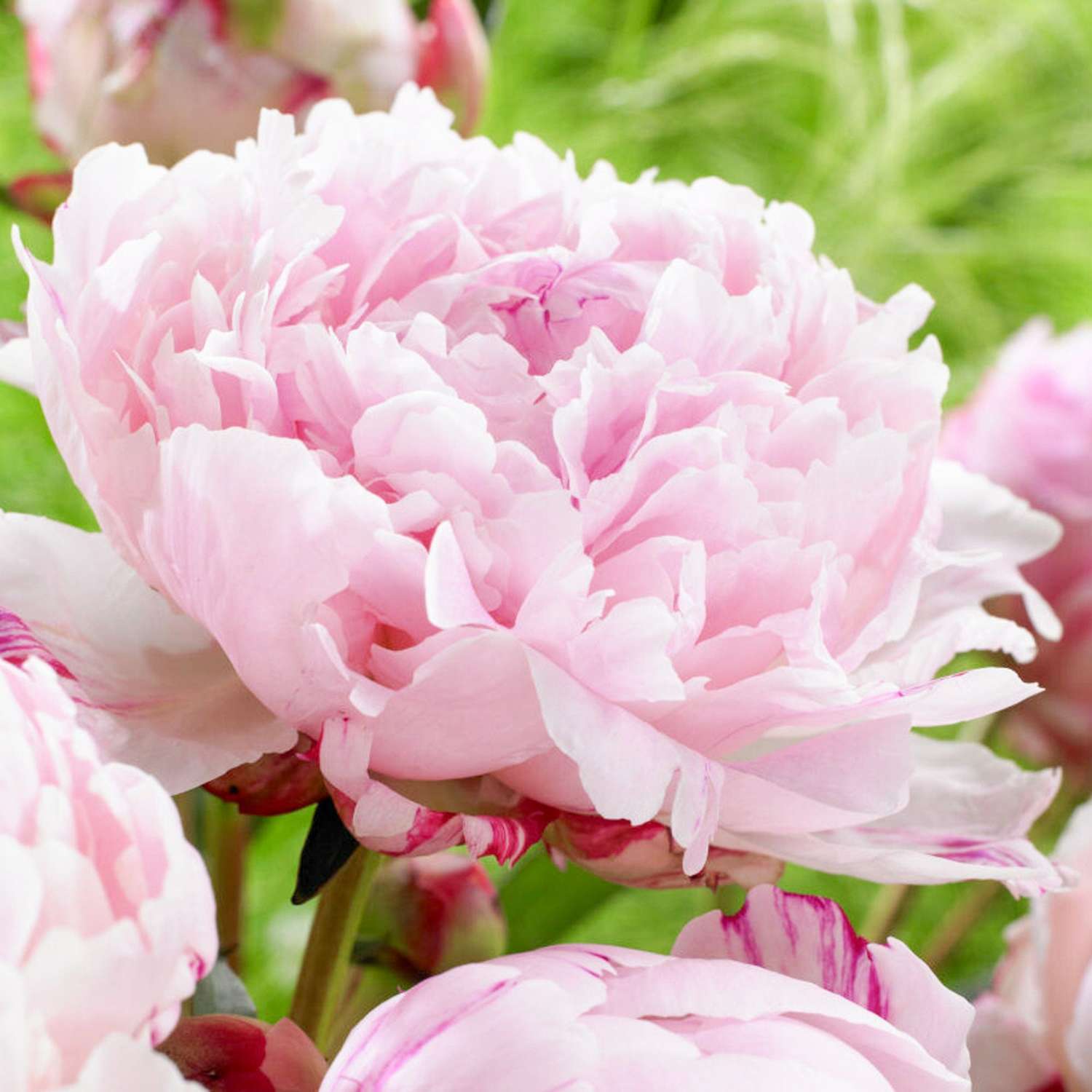 Pioenroos Sarah Bernhardt met grote volle bloemen in zacht roze