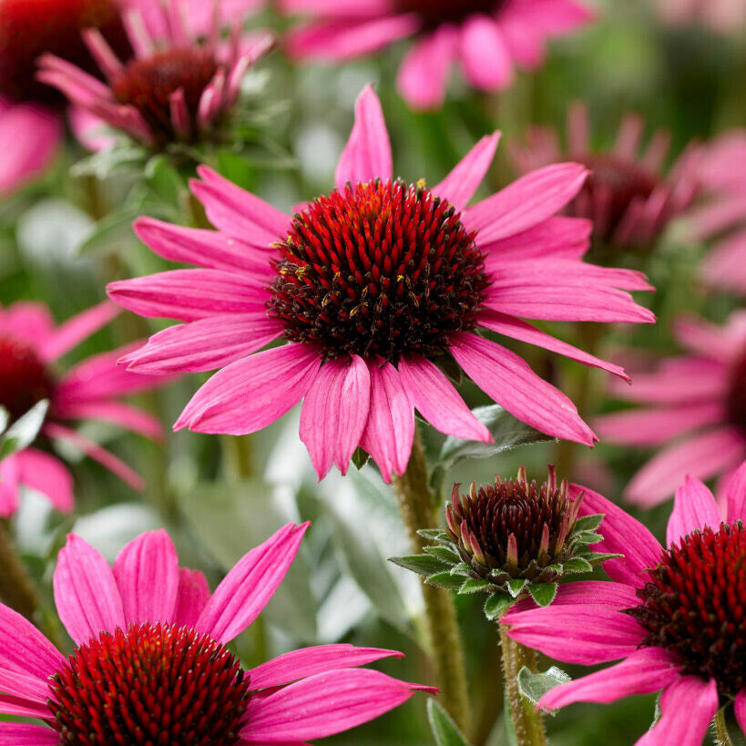 Rode zonnehoed (Echinacea purpurea) met felroze bloembladen rond een donkerrood, stekelig bloemhart