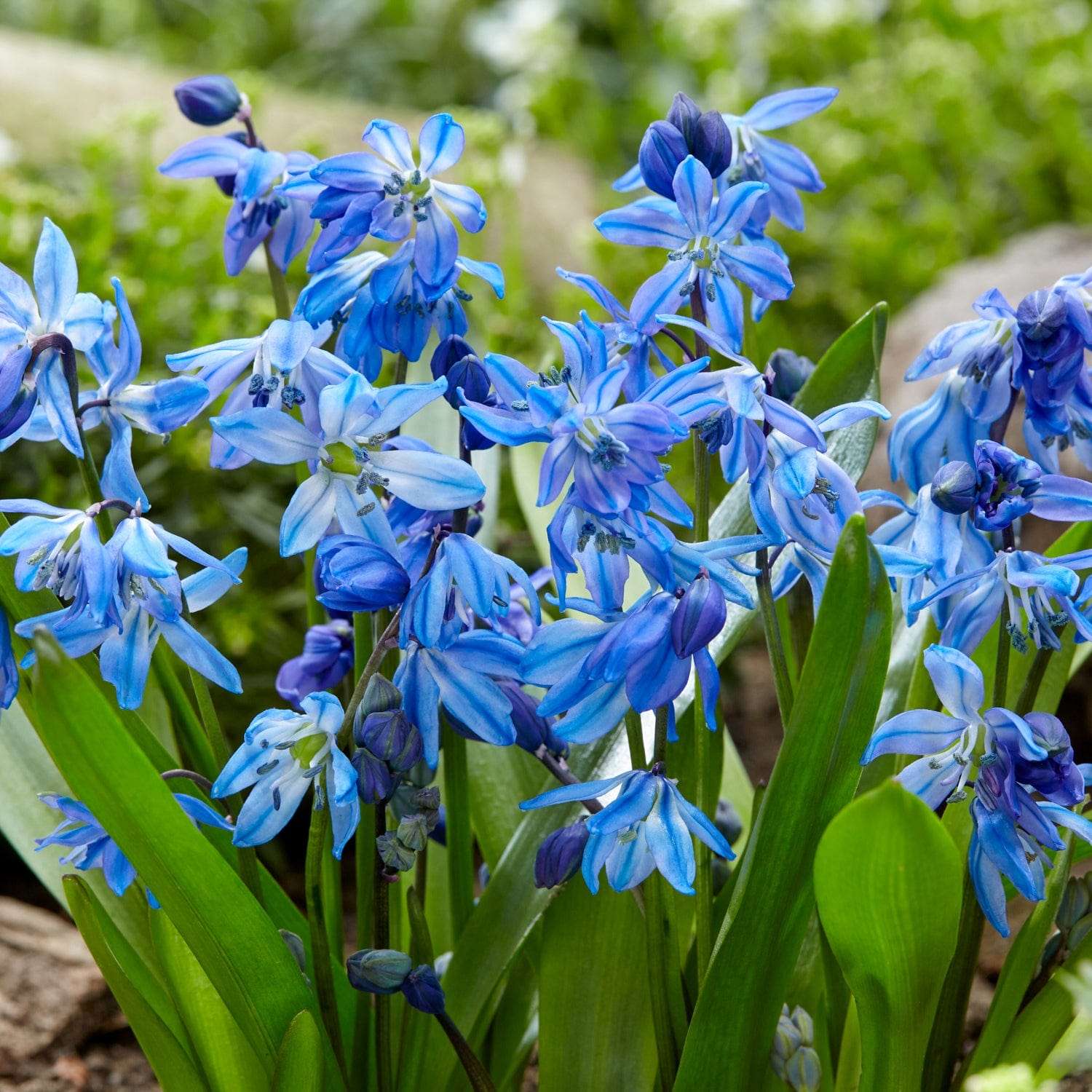 Diepblauwe Scilla siberica als tapijt onder een boom
