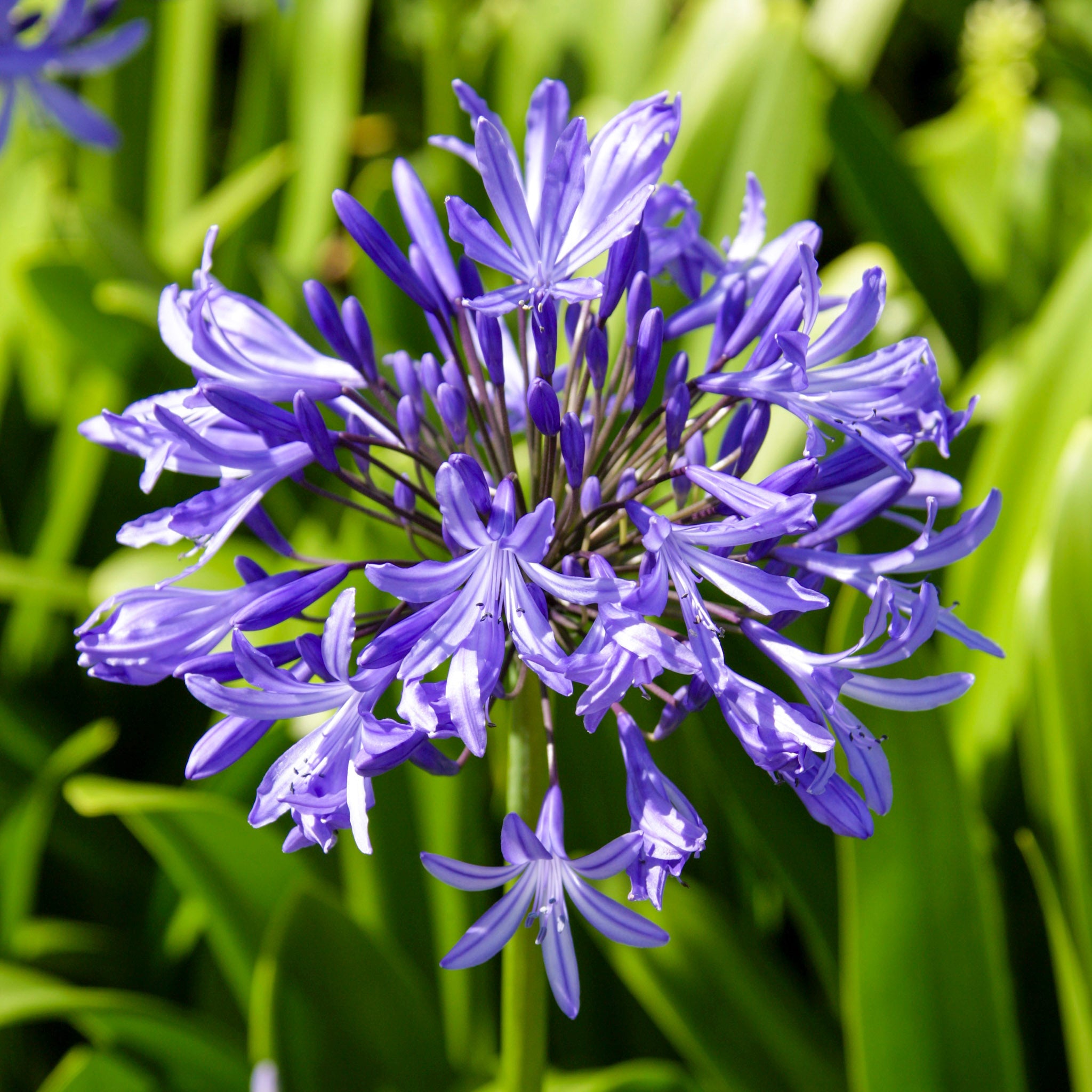 Blauwe agapanthus (Afrikaanse lelie) in bloei