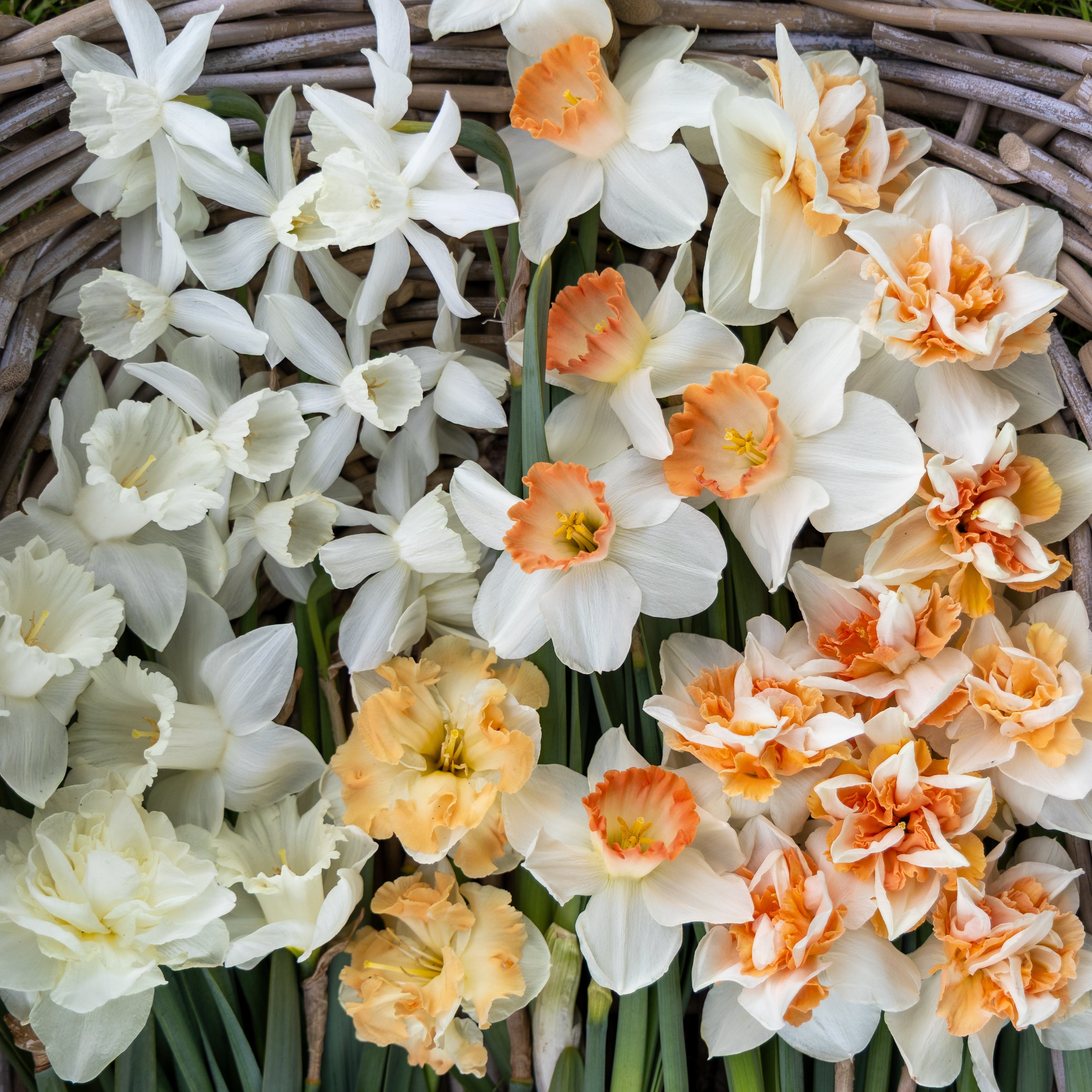 Narcissen