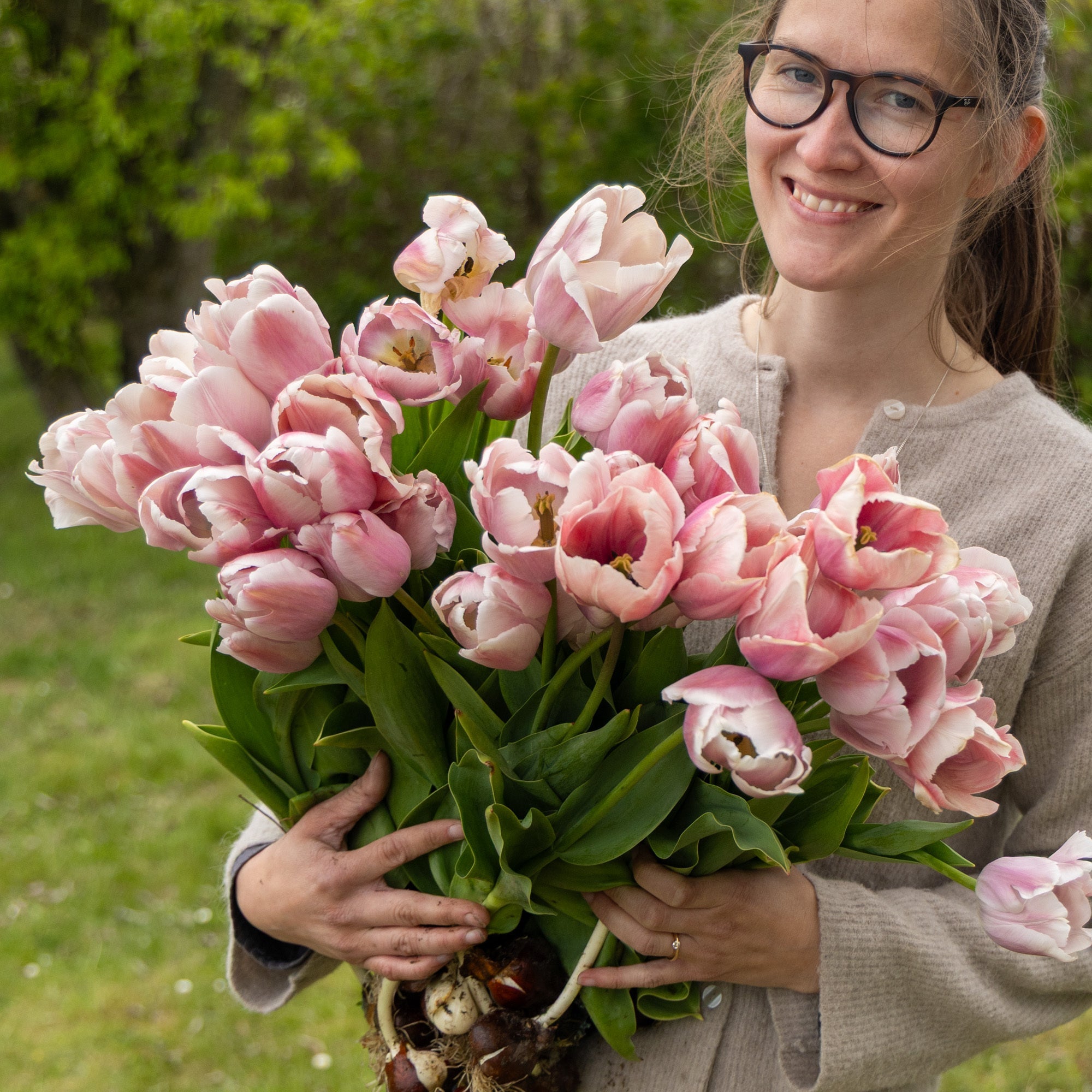 Darwintulpen