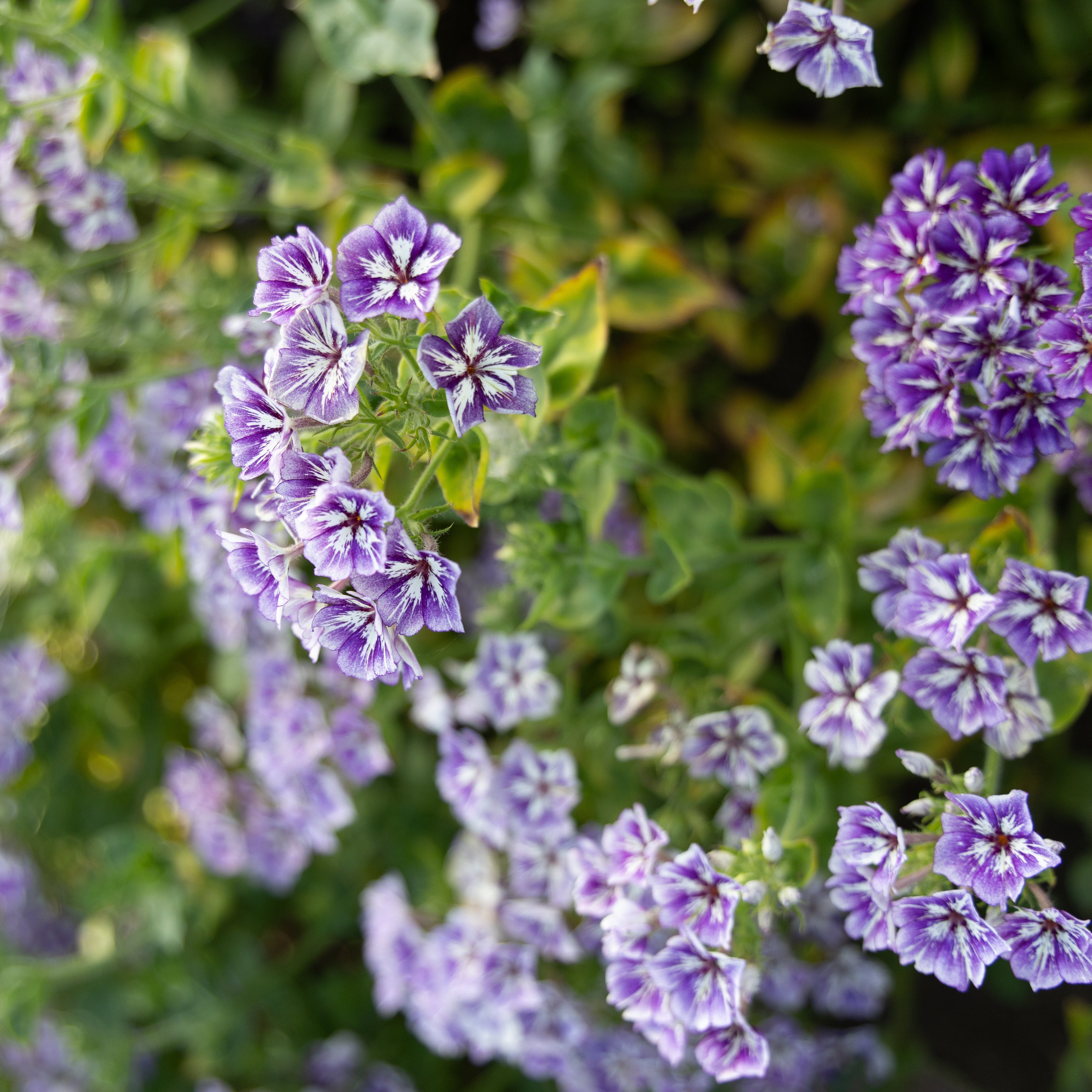 Zomerphlox