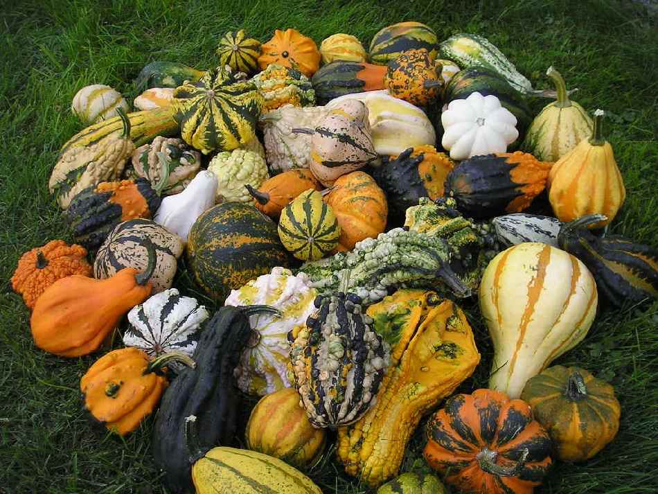 Pompoen