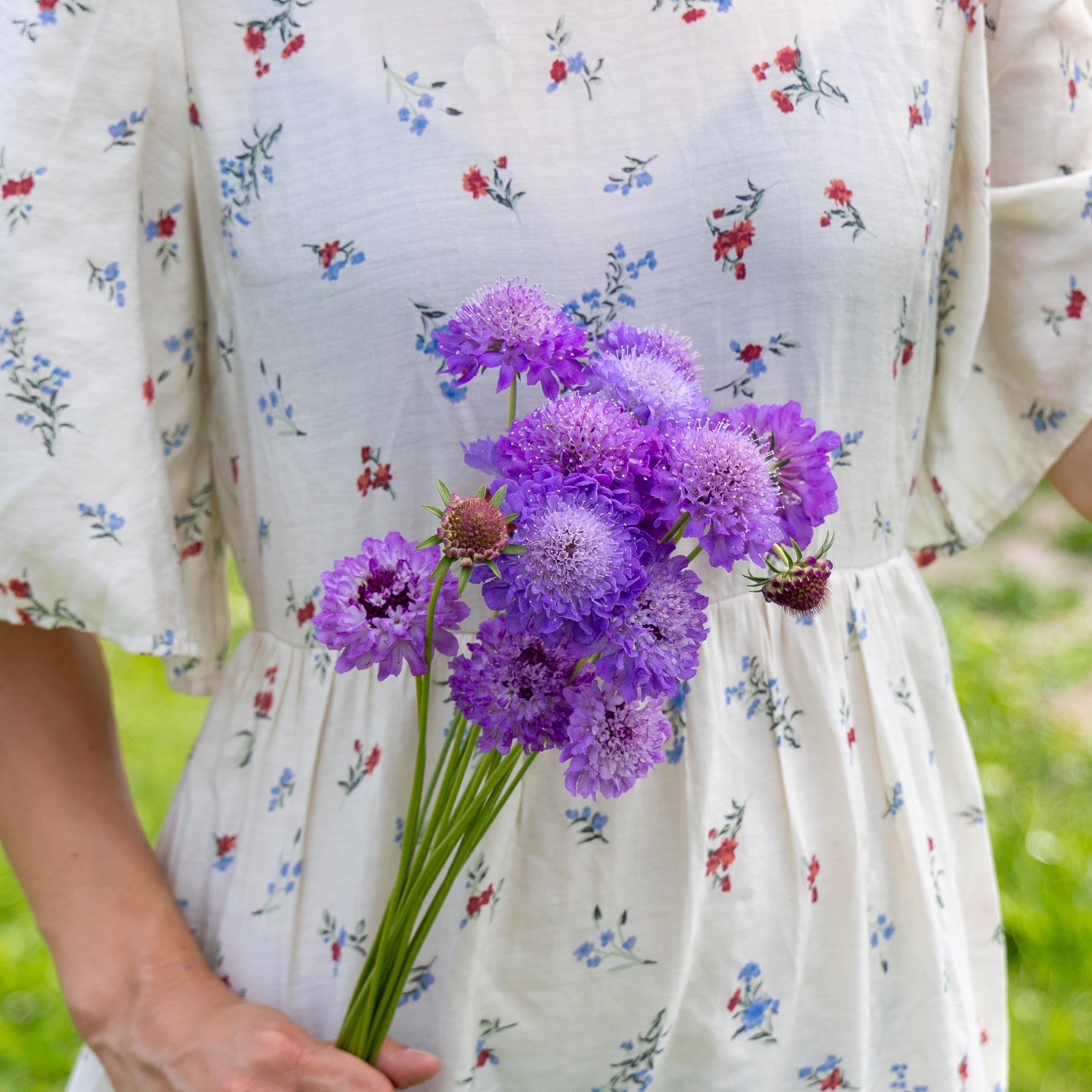Scabiosa