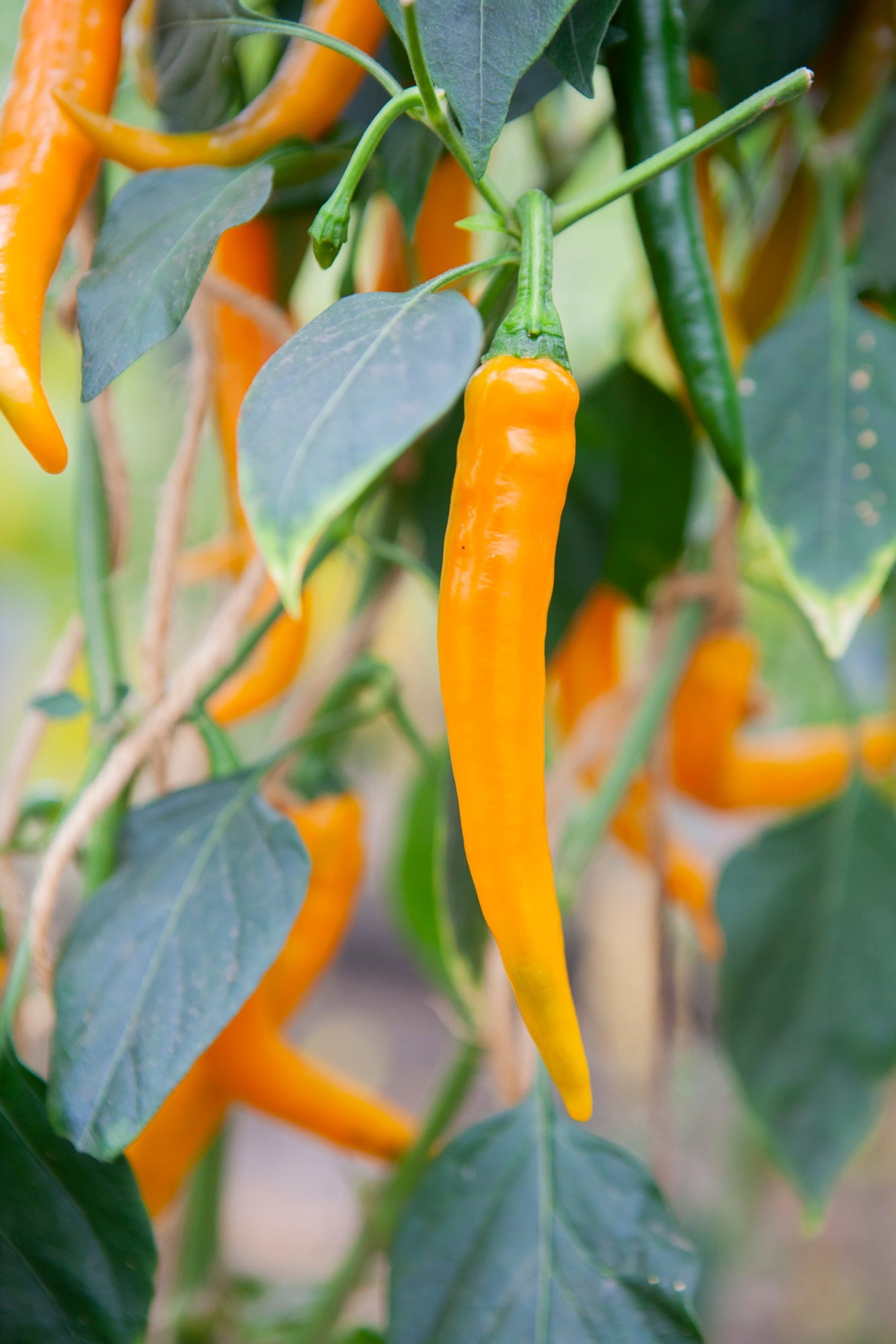 Chilipeper