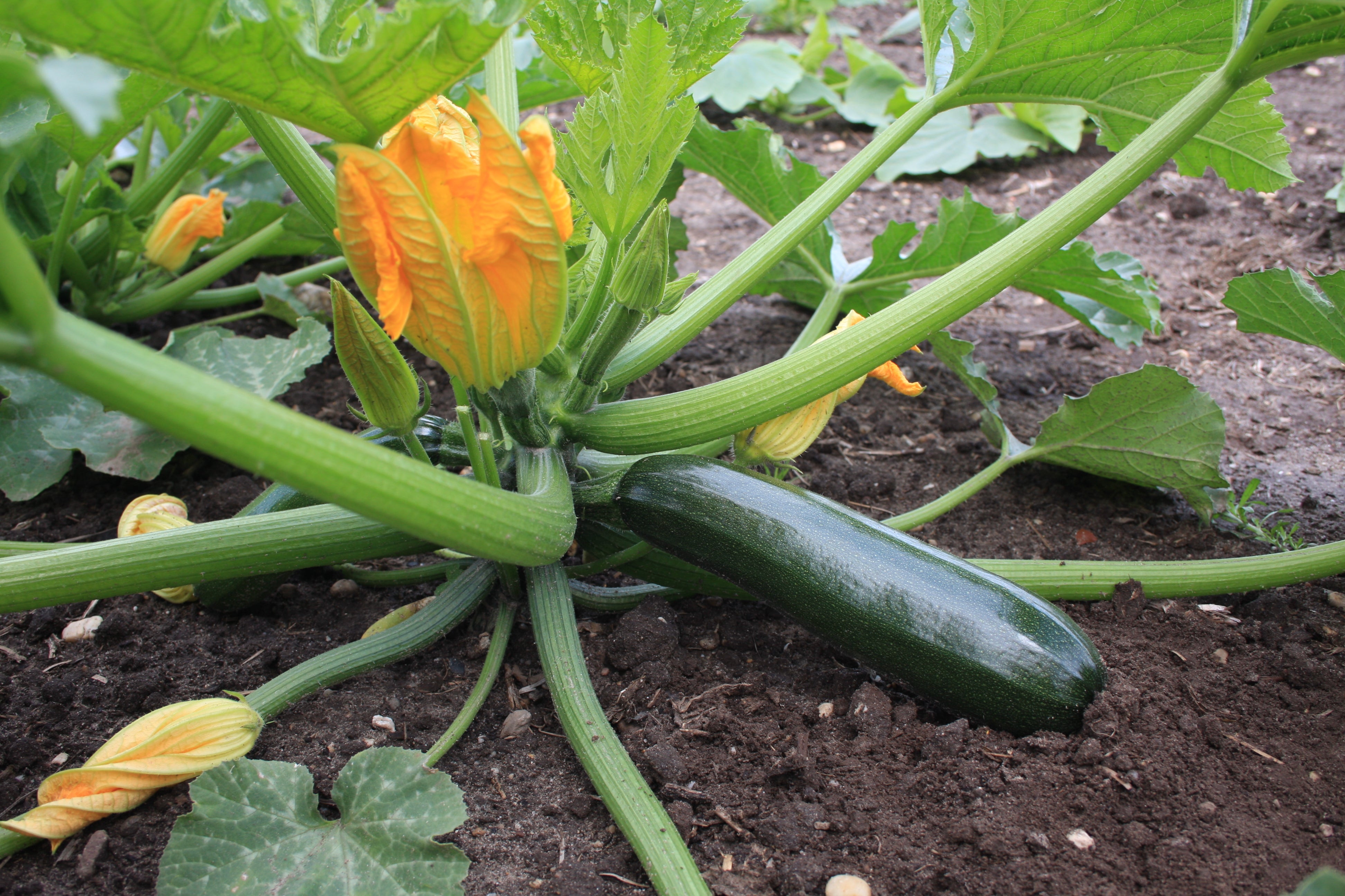 Squash & courgette