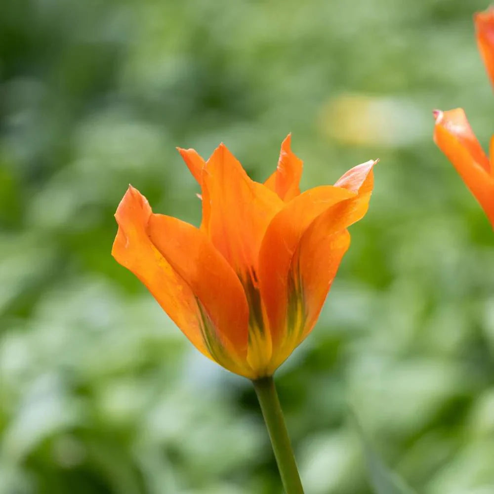 Fosteriana-tulpen