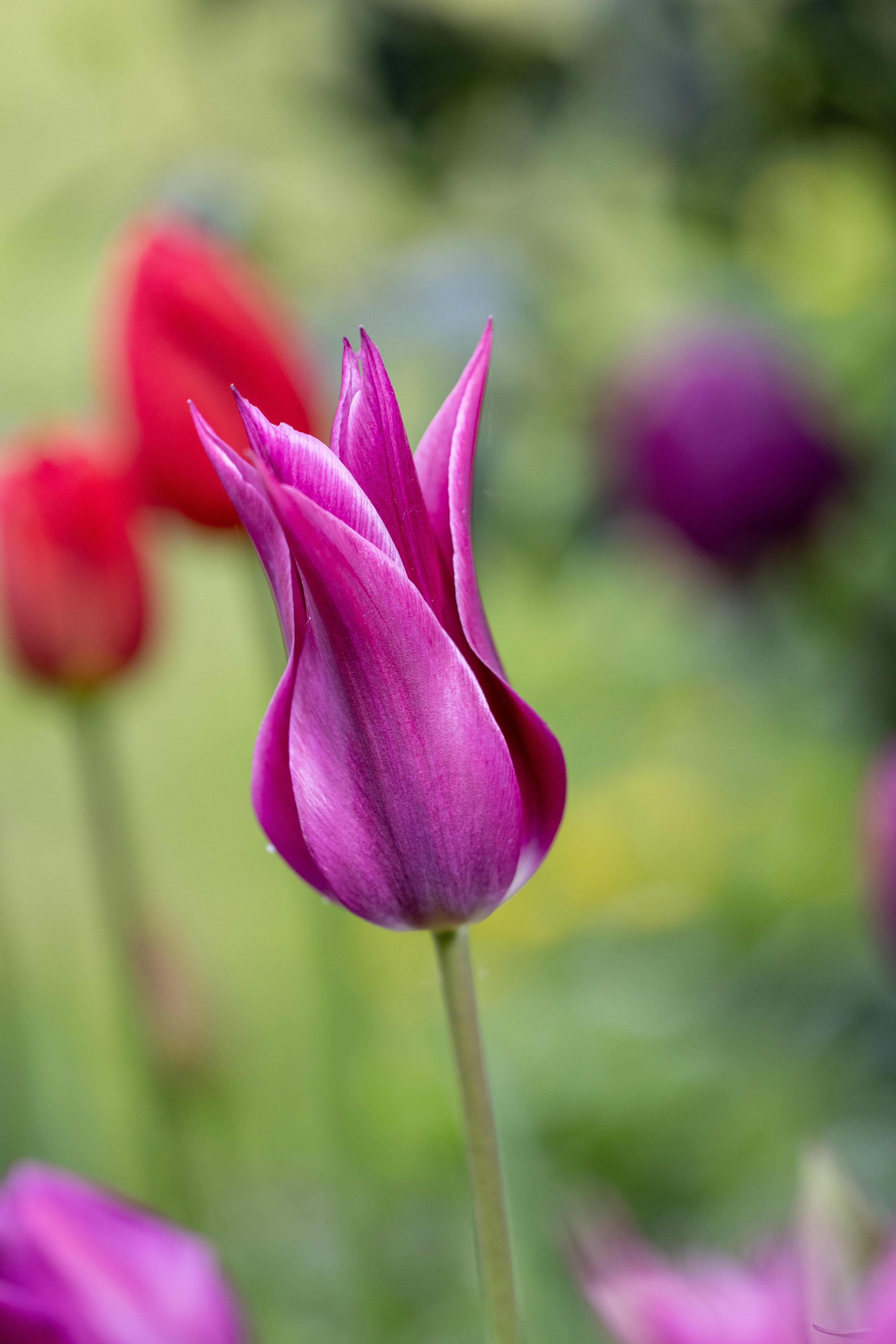 Lelietulpen