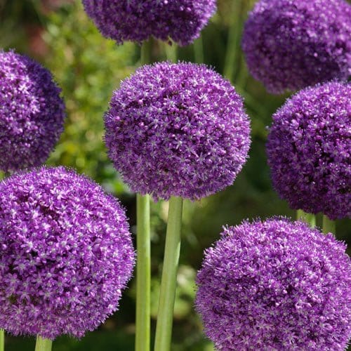 Allium