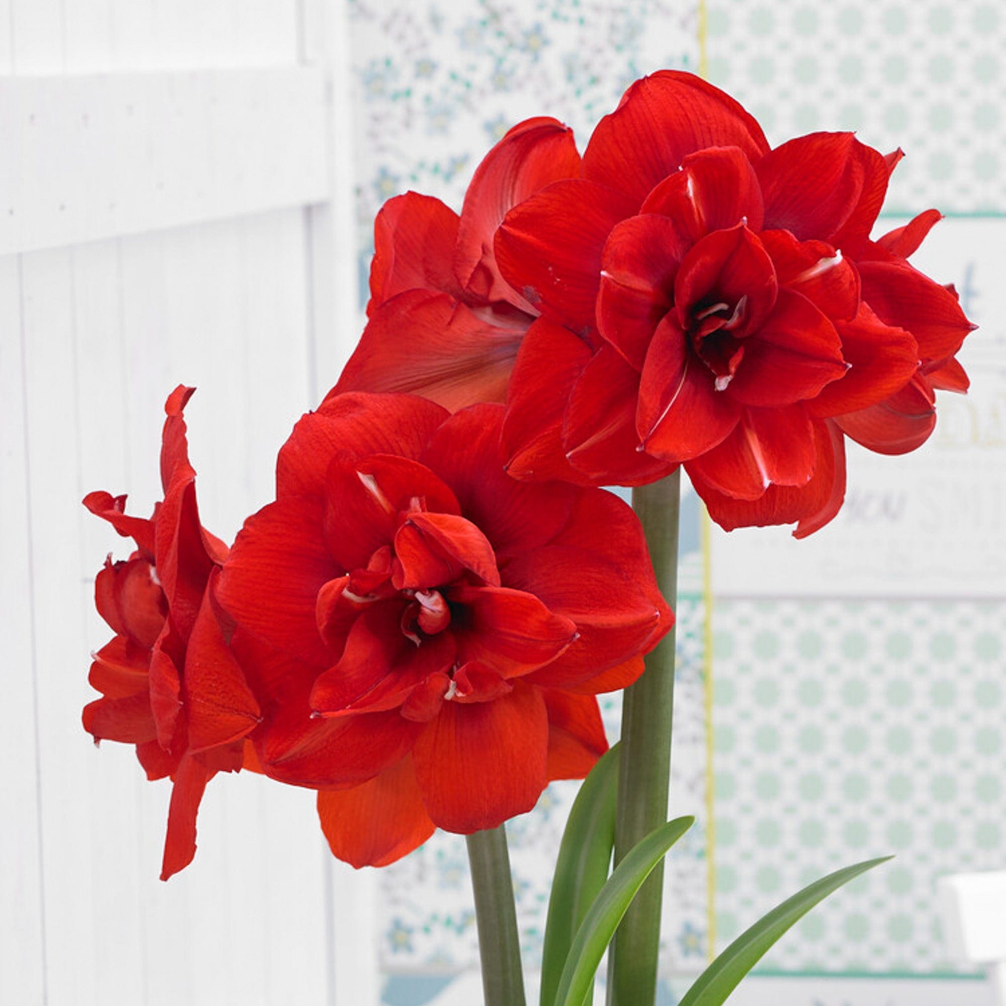 Amaryllis