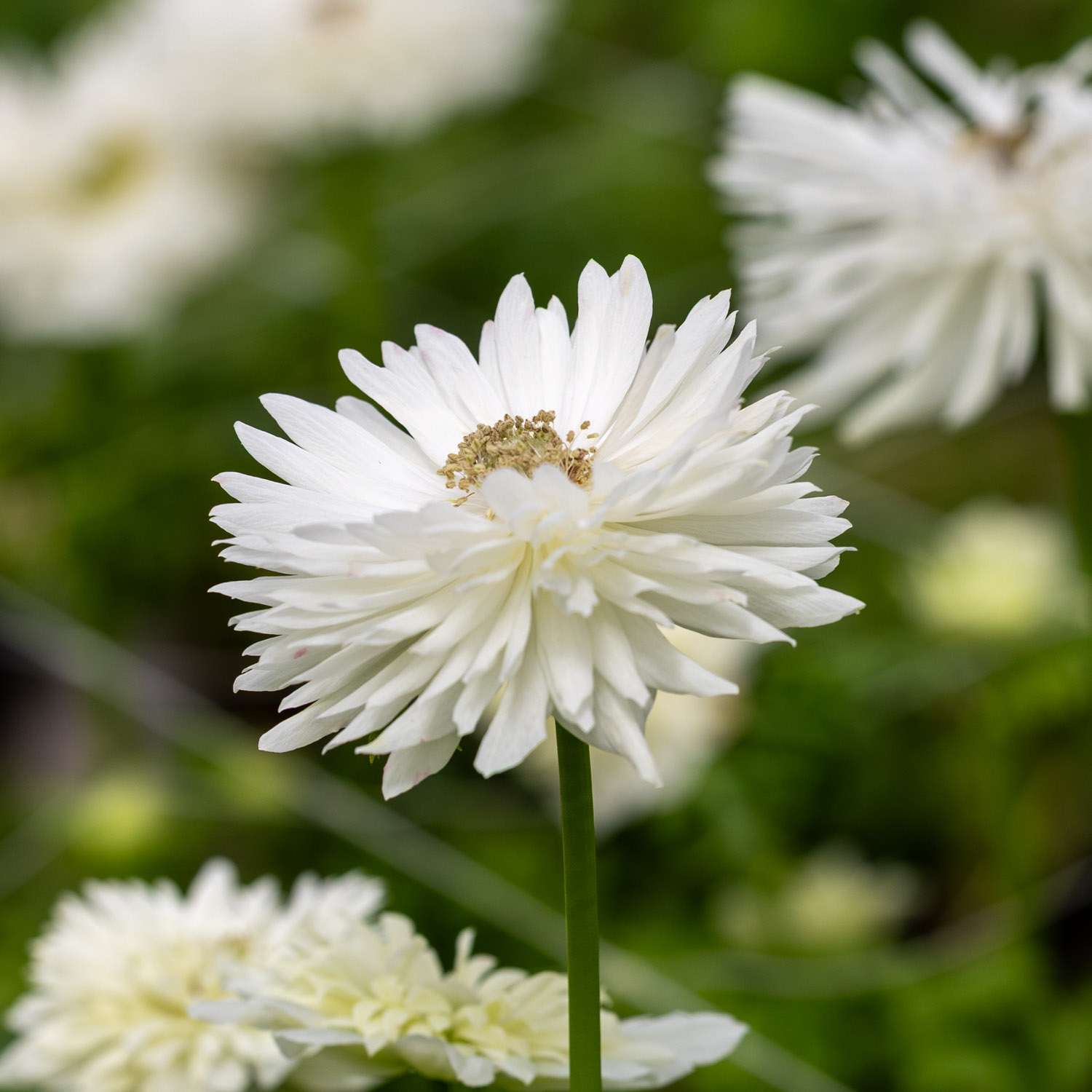 Anemonen