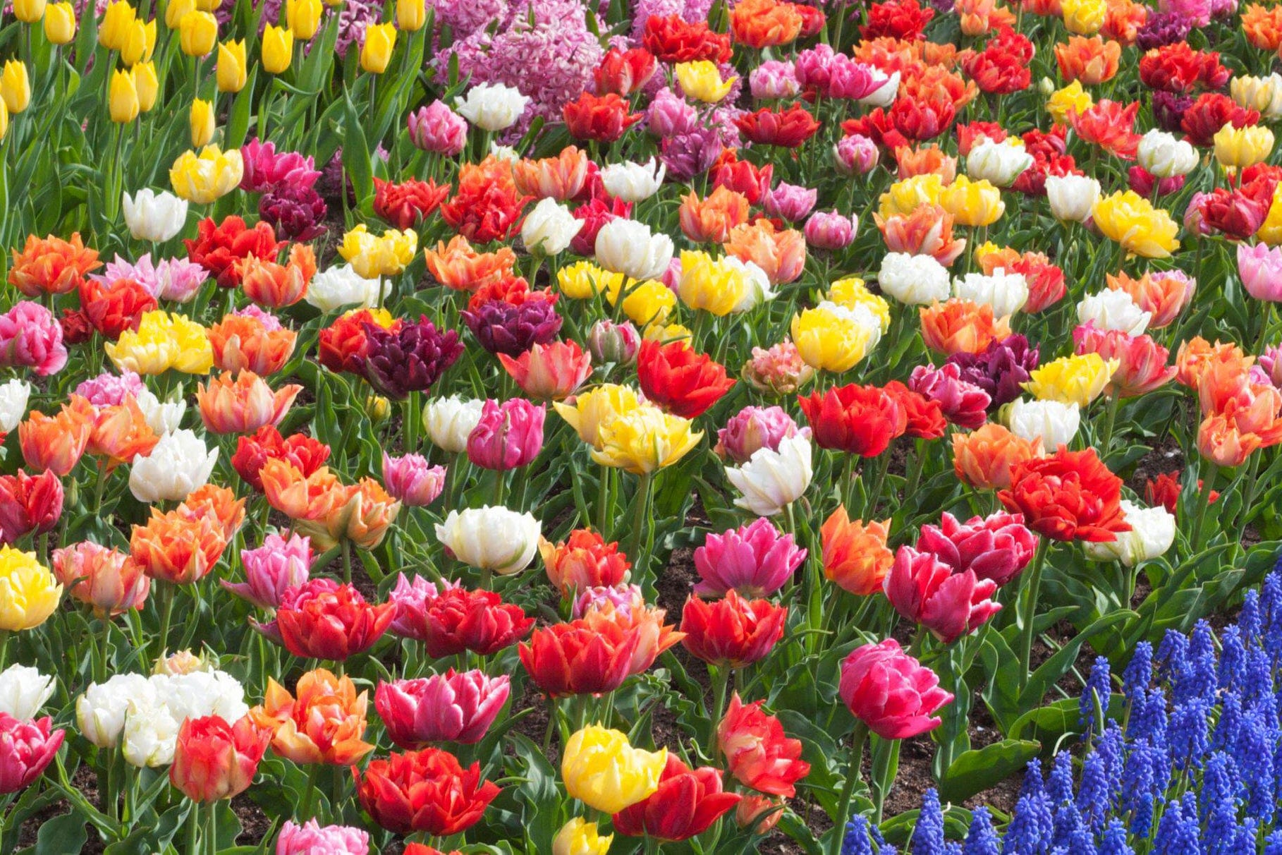 Dubbele tulpen