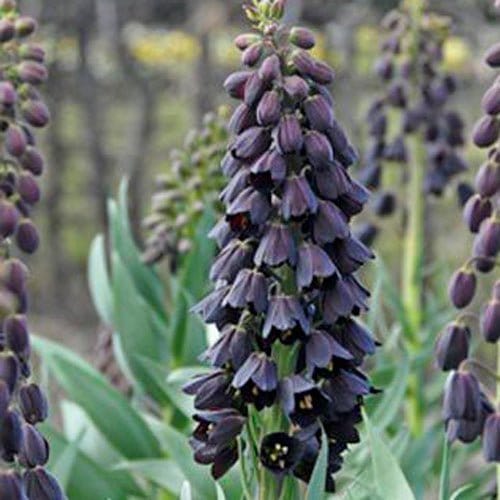 Fritillaria
