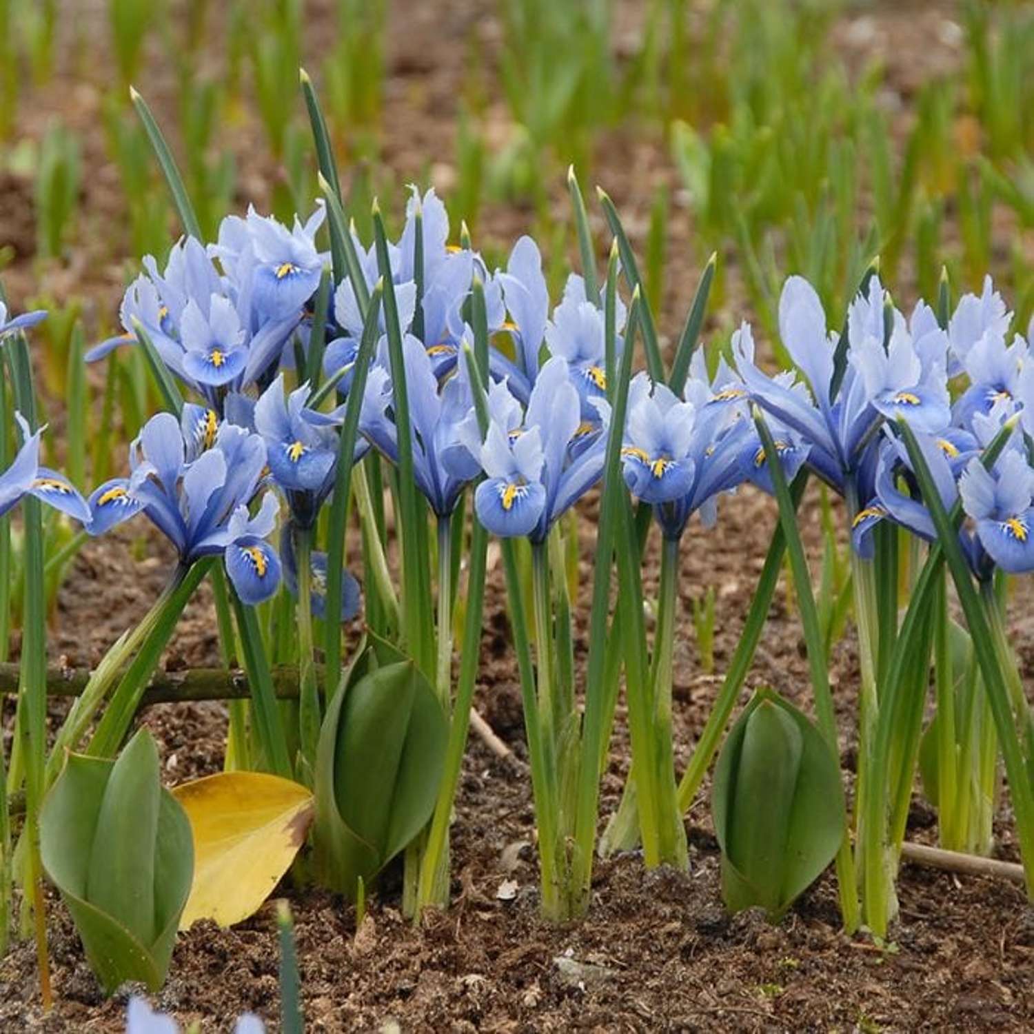 Iris