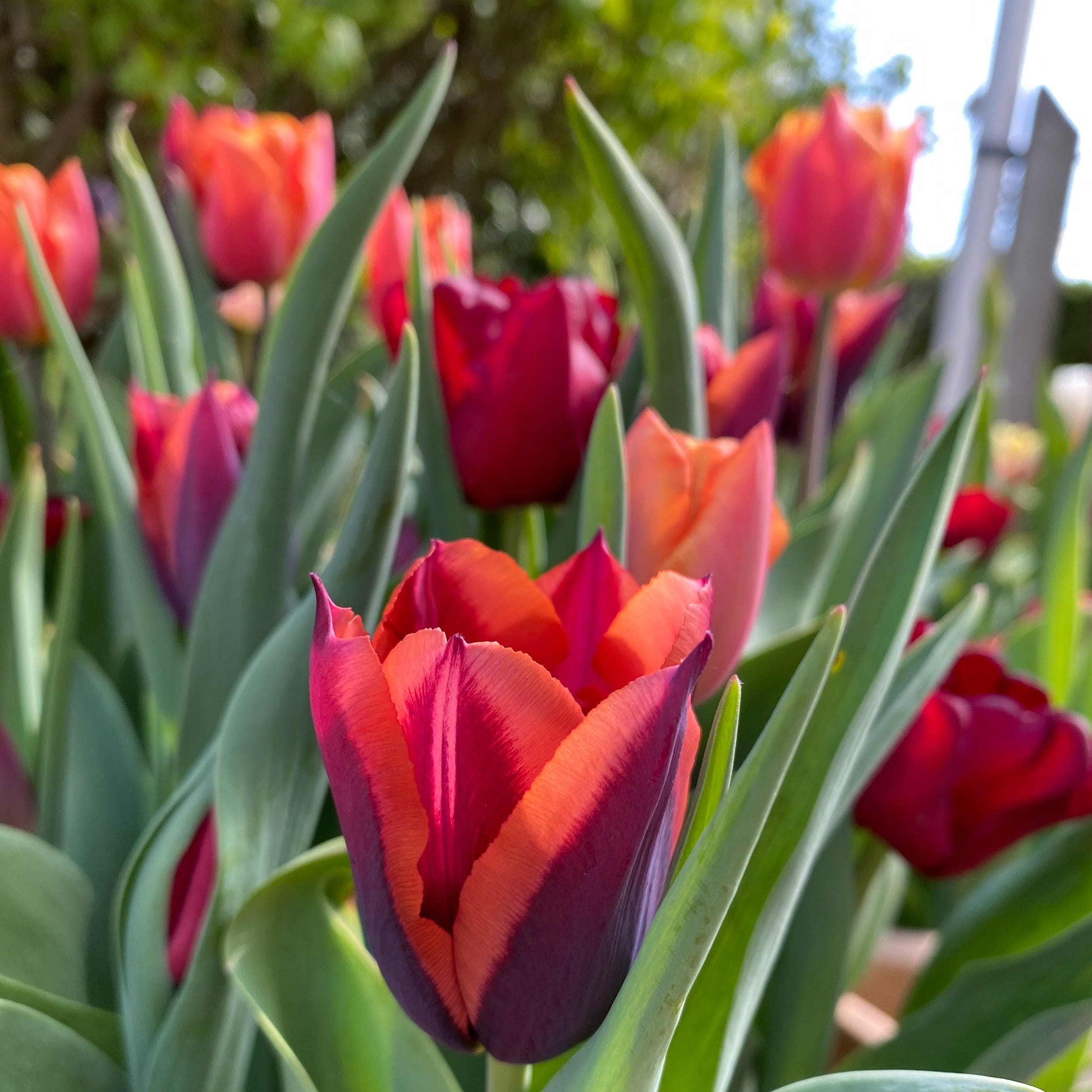 Tulpenmengsels