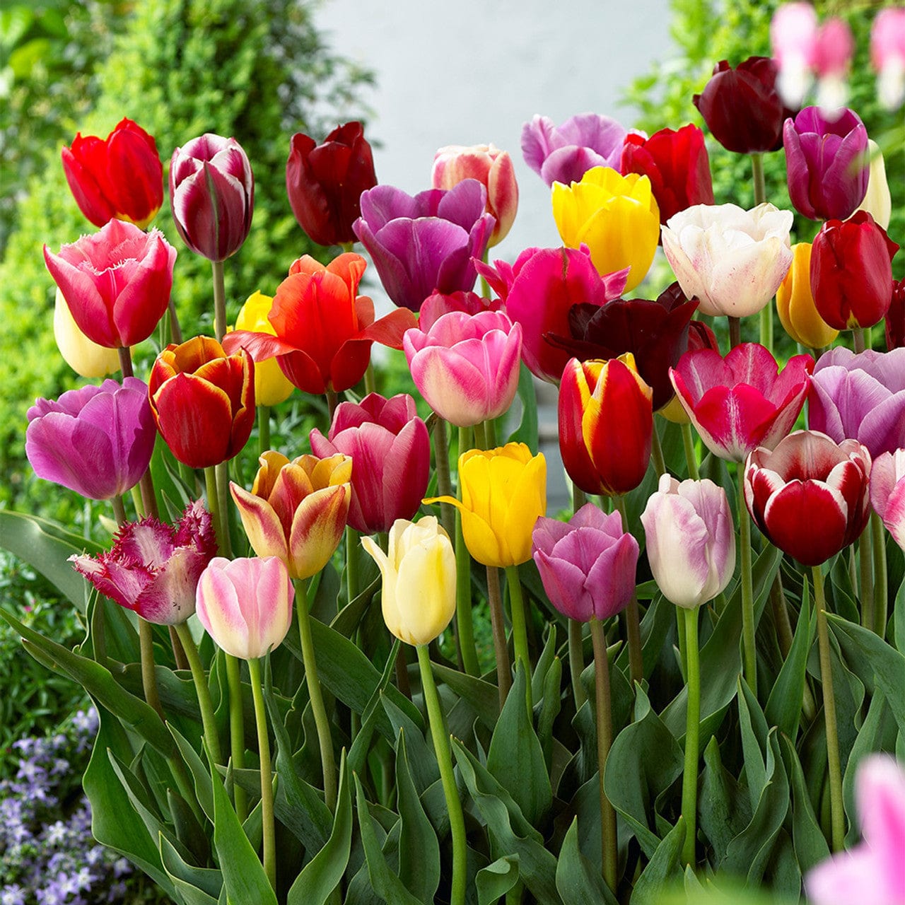Triumph tulpen