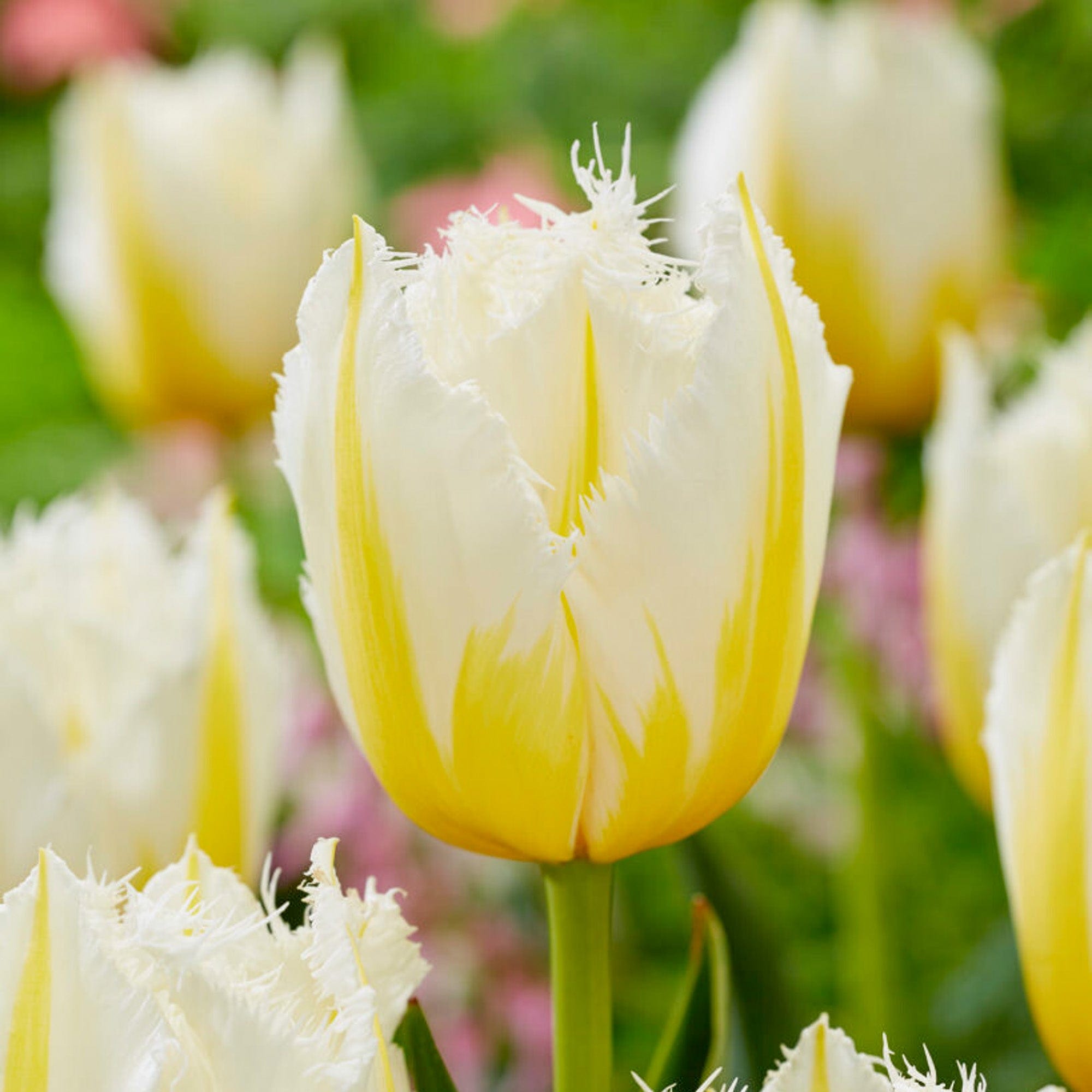 Gefranjerde tulpen