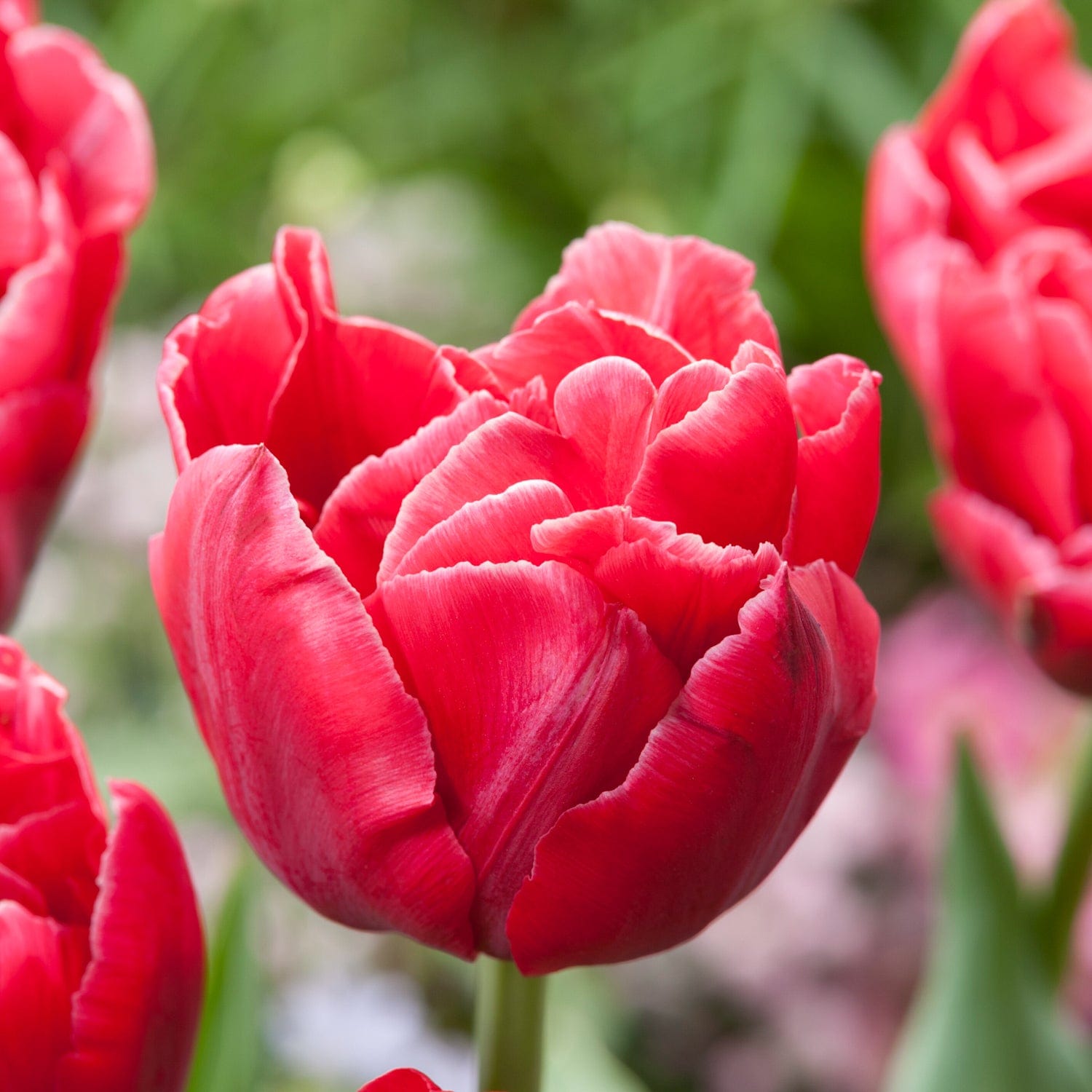 Enkele tulpen