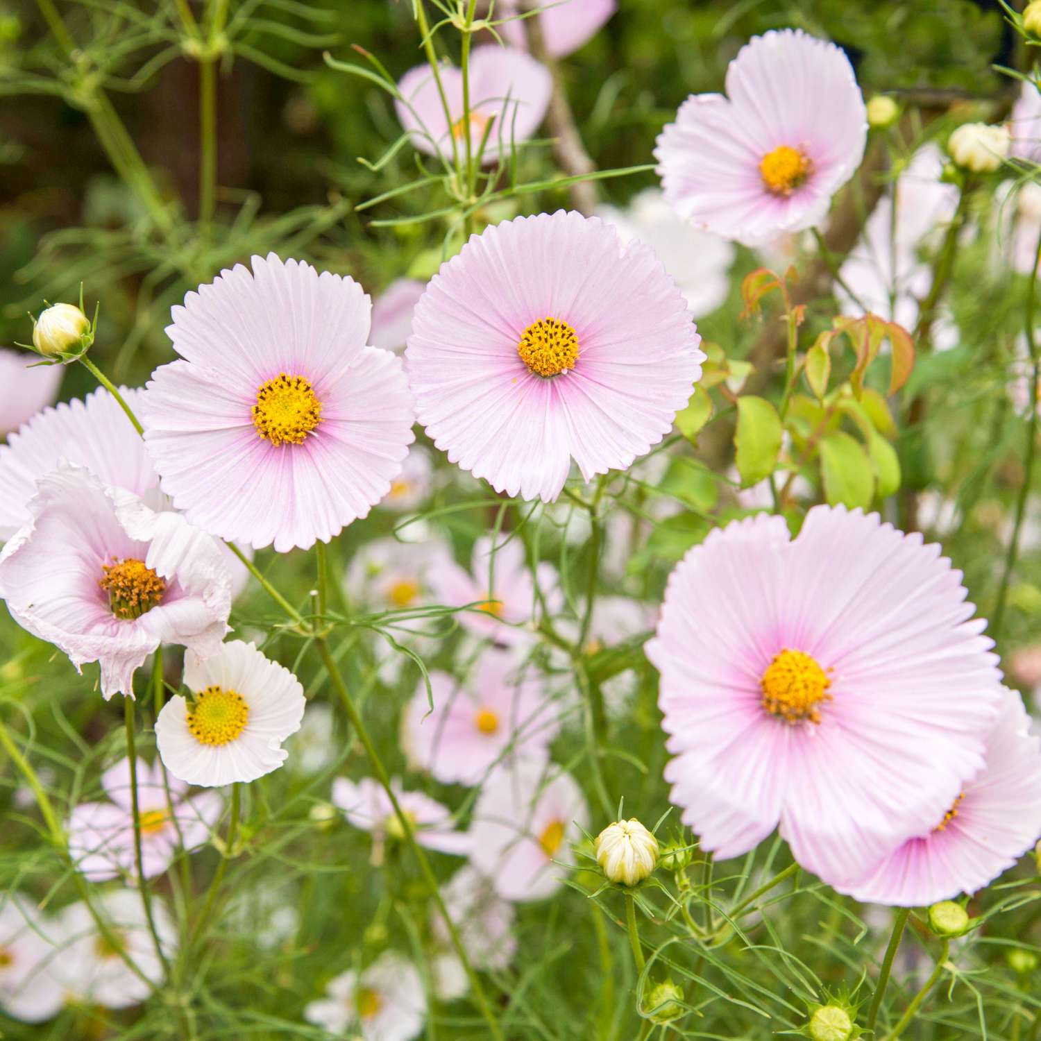 Andere bloemenzaden