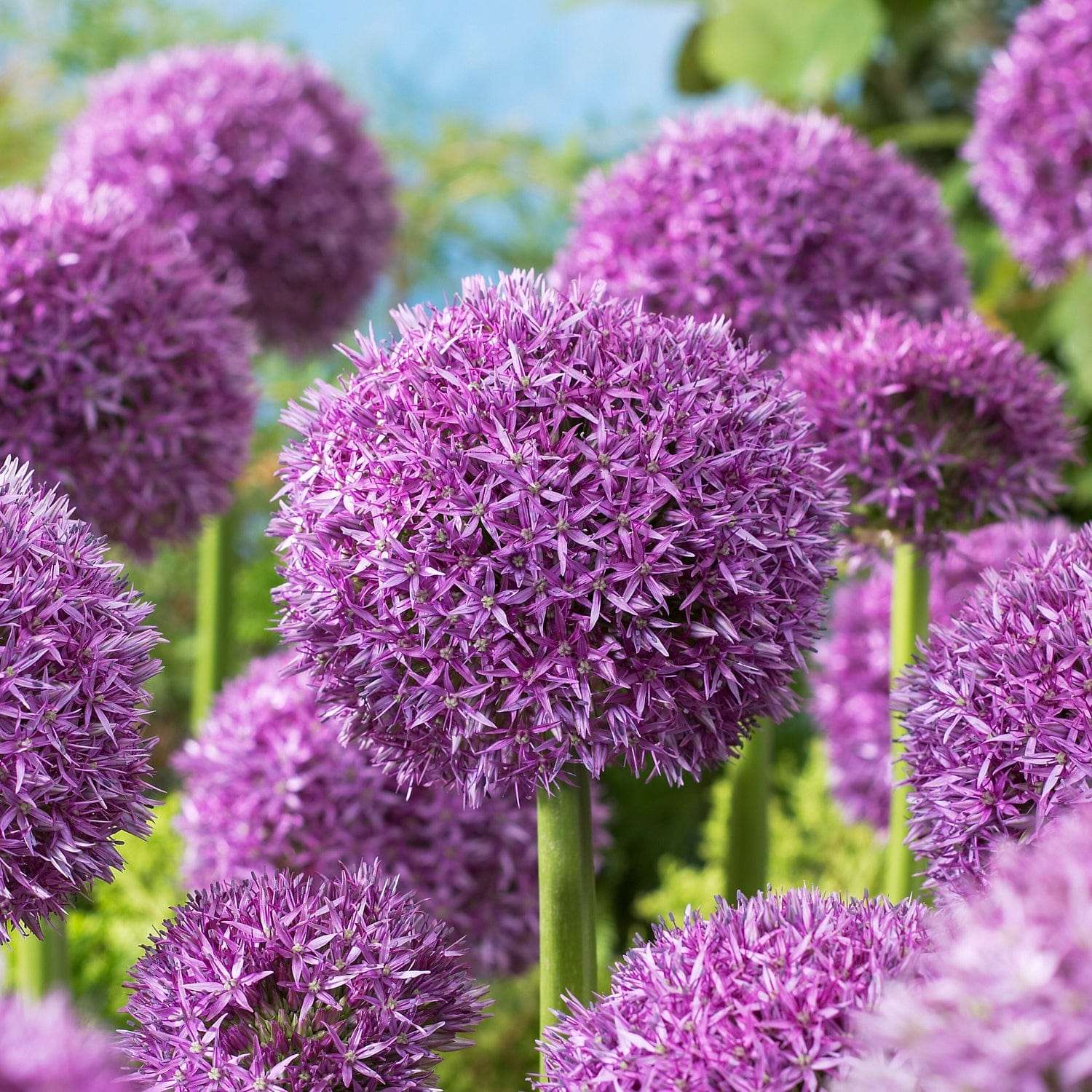 Allium 'Globemaster'