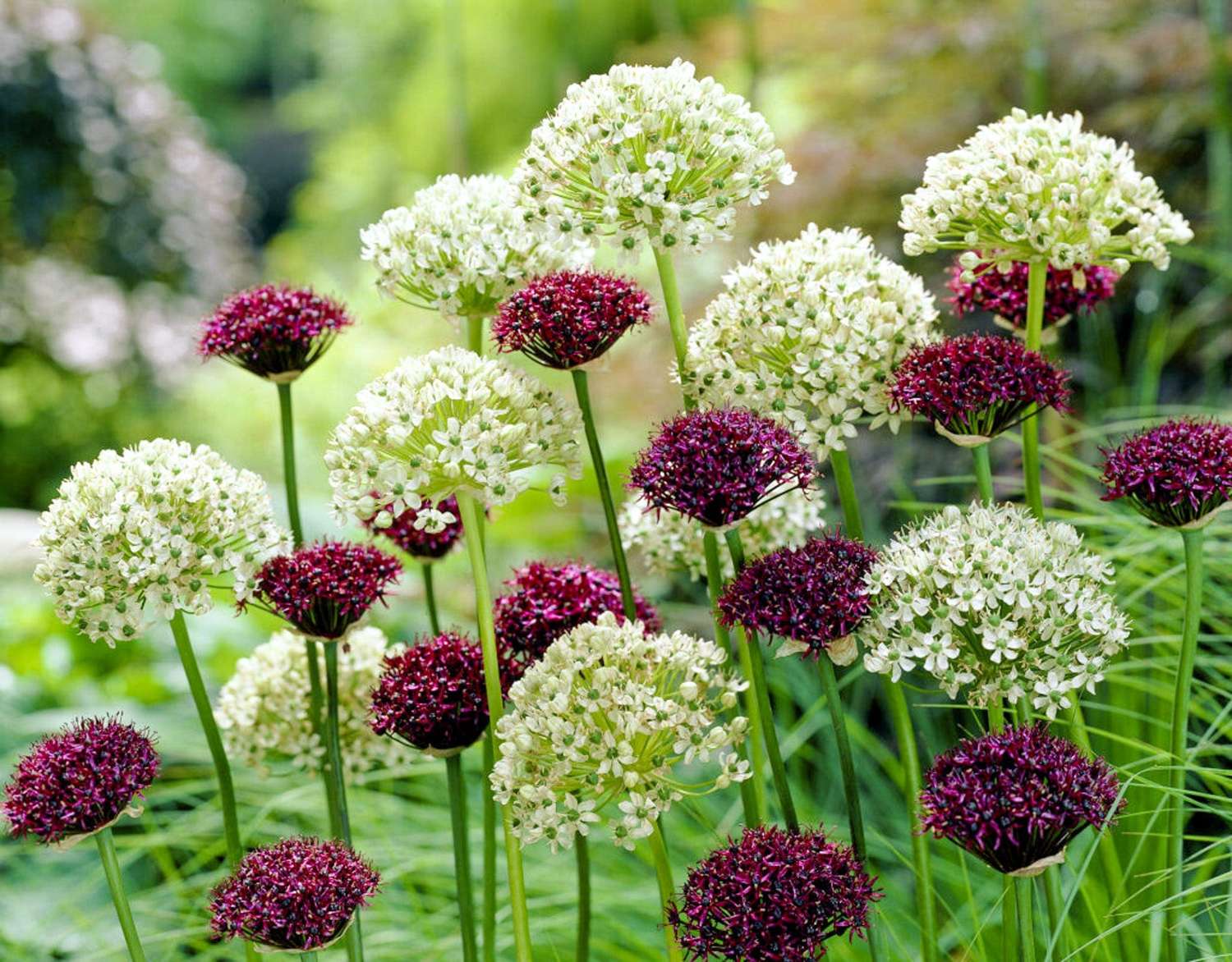 Allium mengsel 'Day & Night'