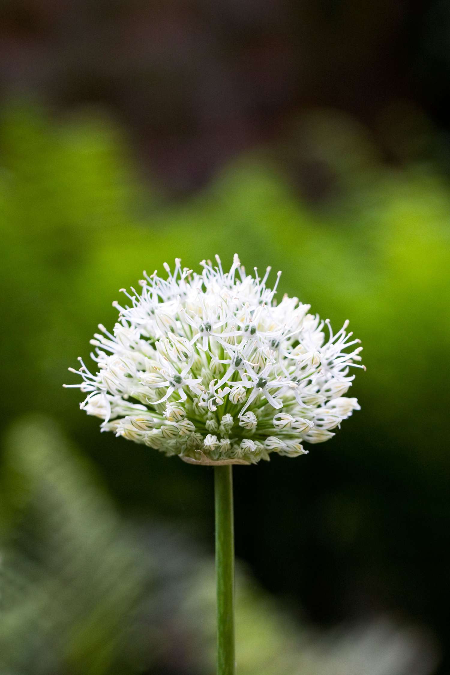 Allium mengsel 'Day & Night'