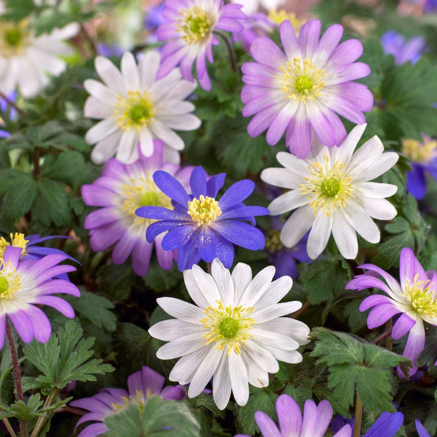 Anemone 'Blanda'-mengsel