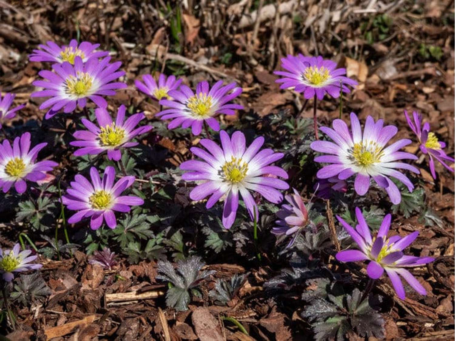 Anemone 'Charmer'
