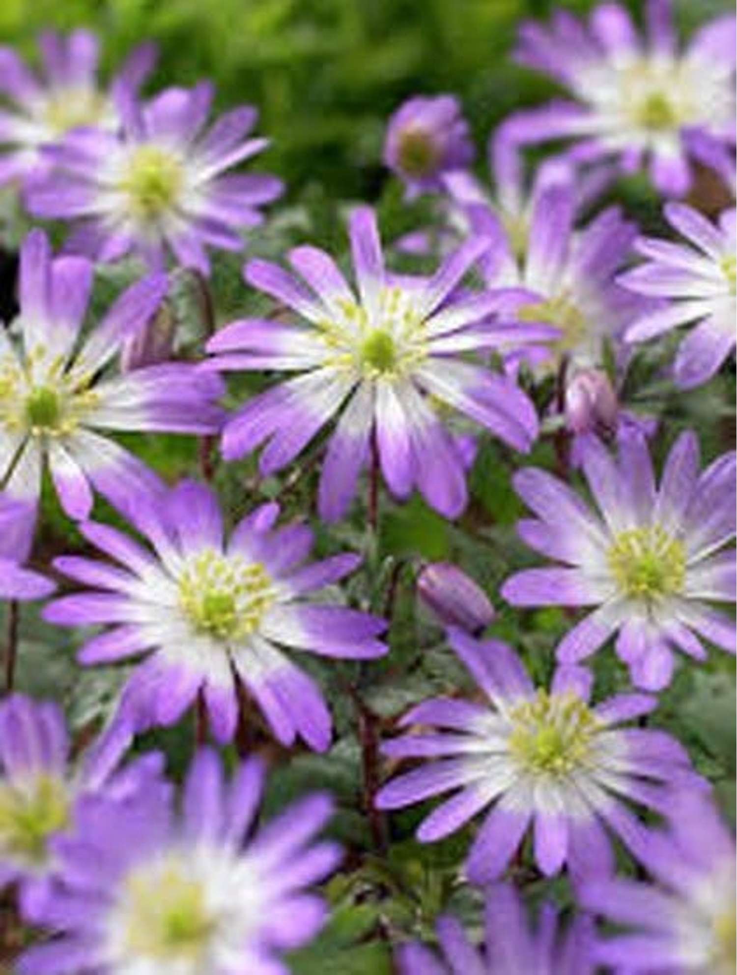 Anemone 'Charmer'