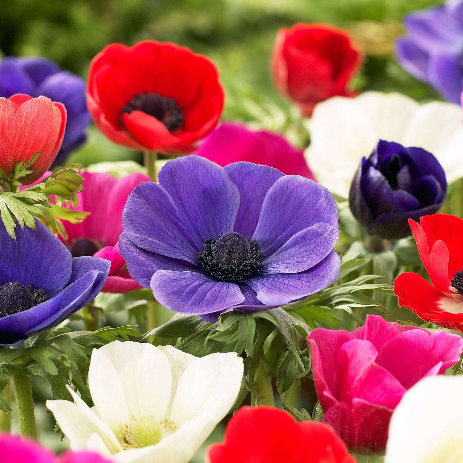 Anemone 'De Caen' mengsel
