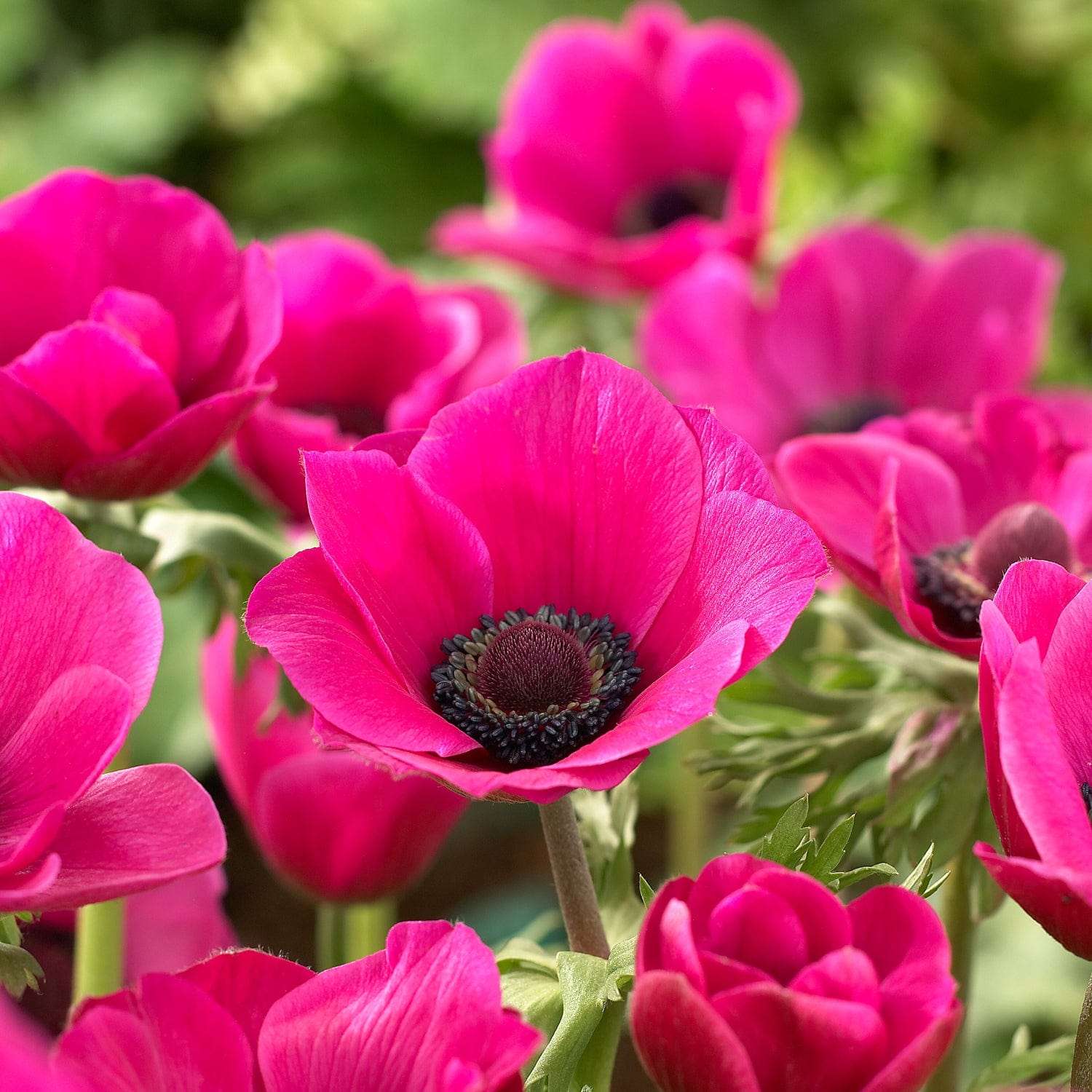 Anemone 'Sylphide'