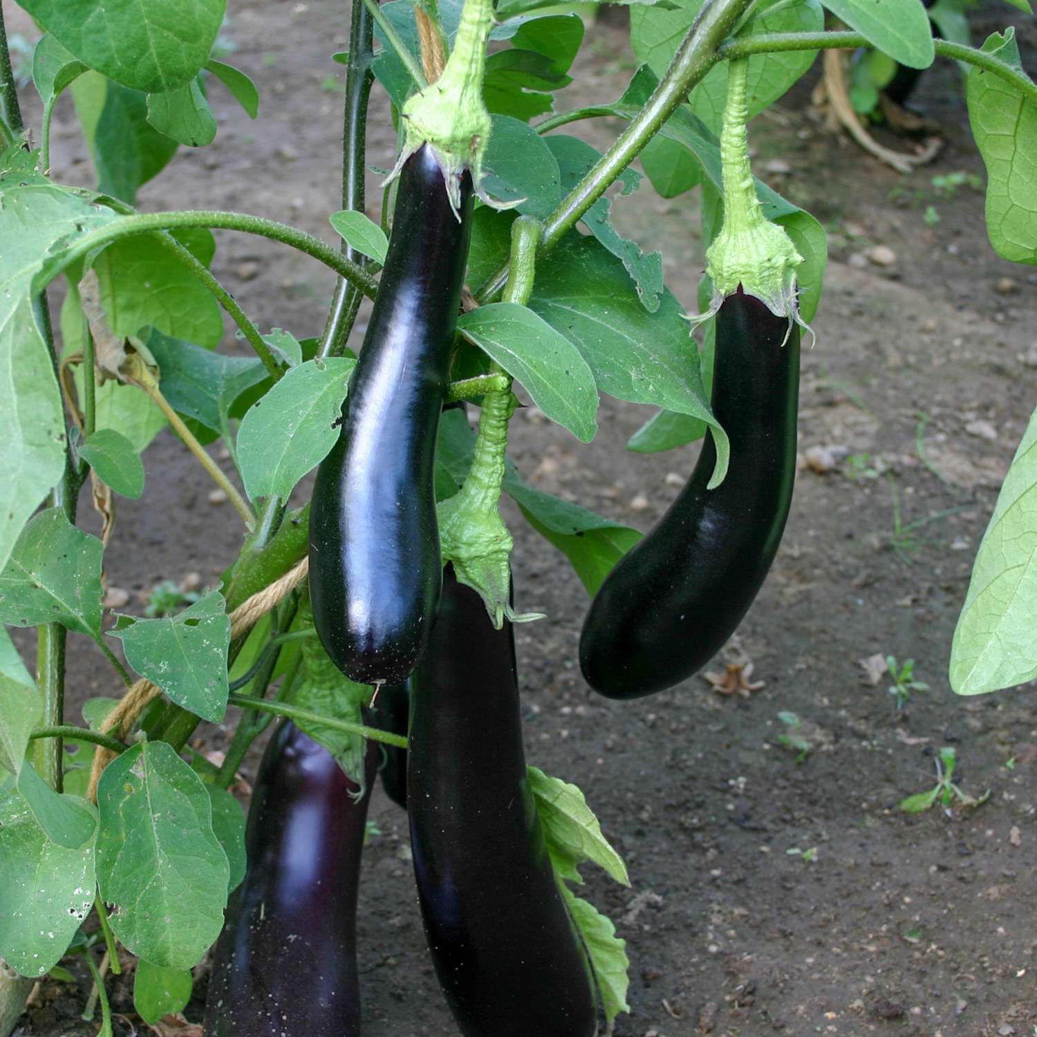 Aubergine 'Violetta Lunga 3' (BIO zaden)