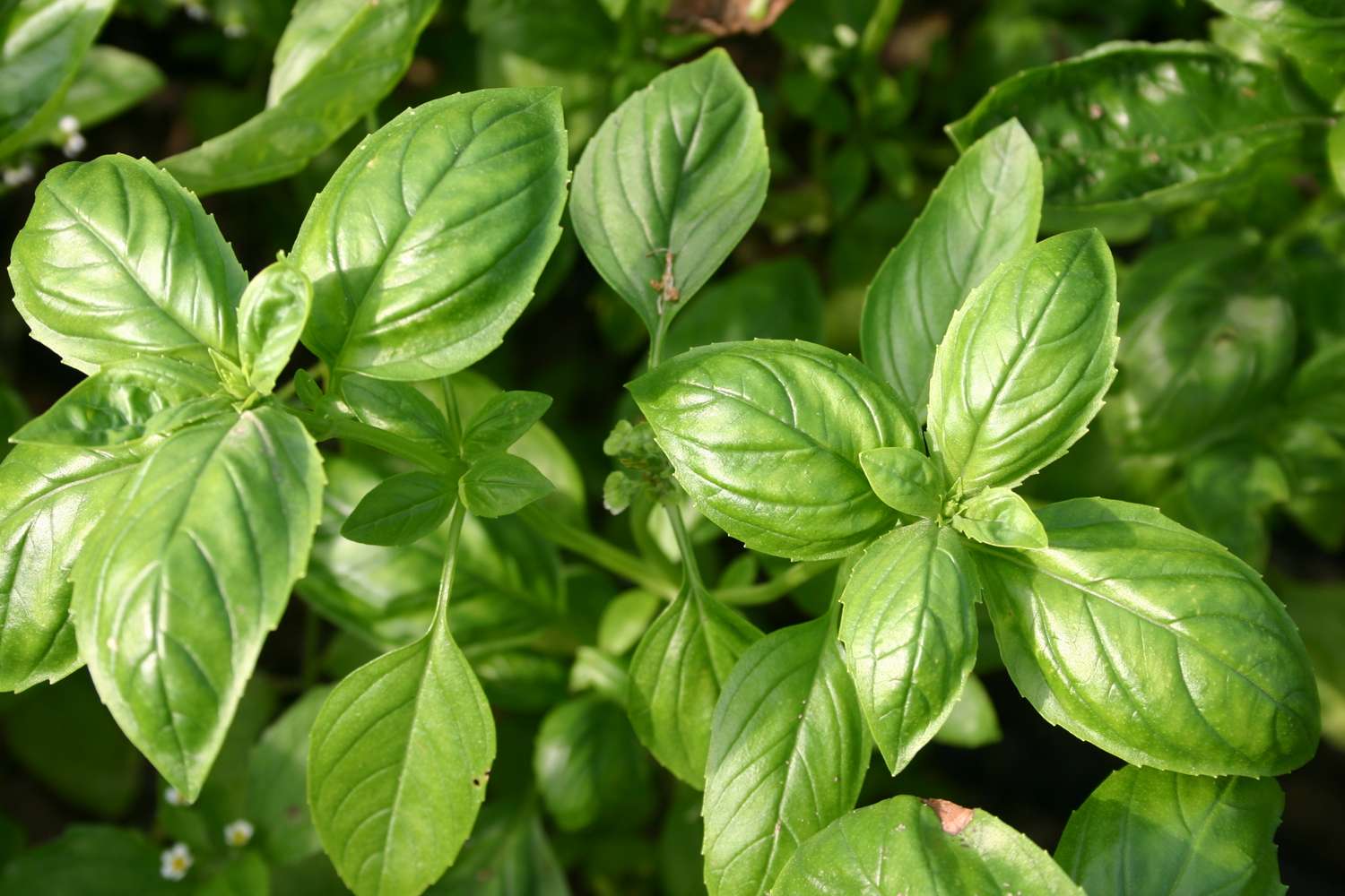 Basilicum 'Genovese' (BIO zaden)