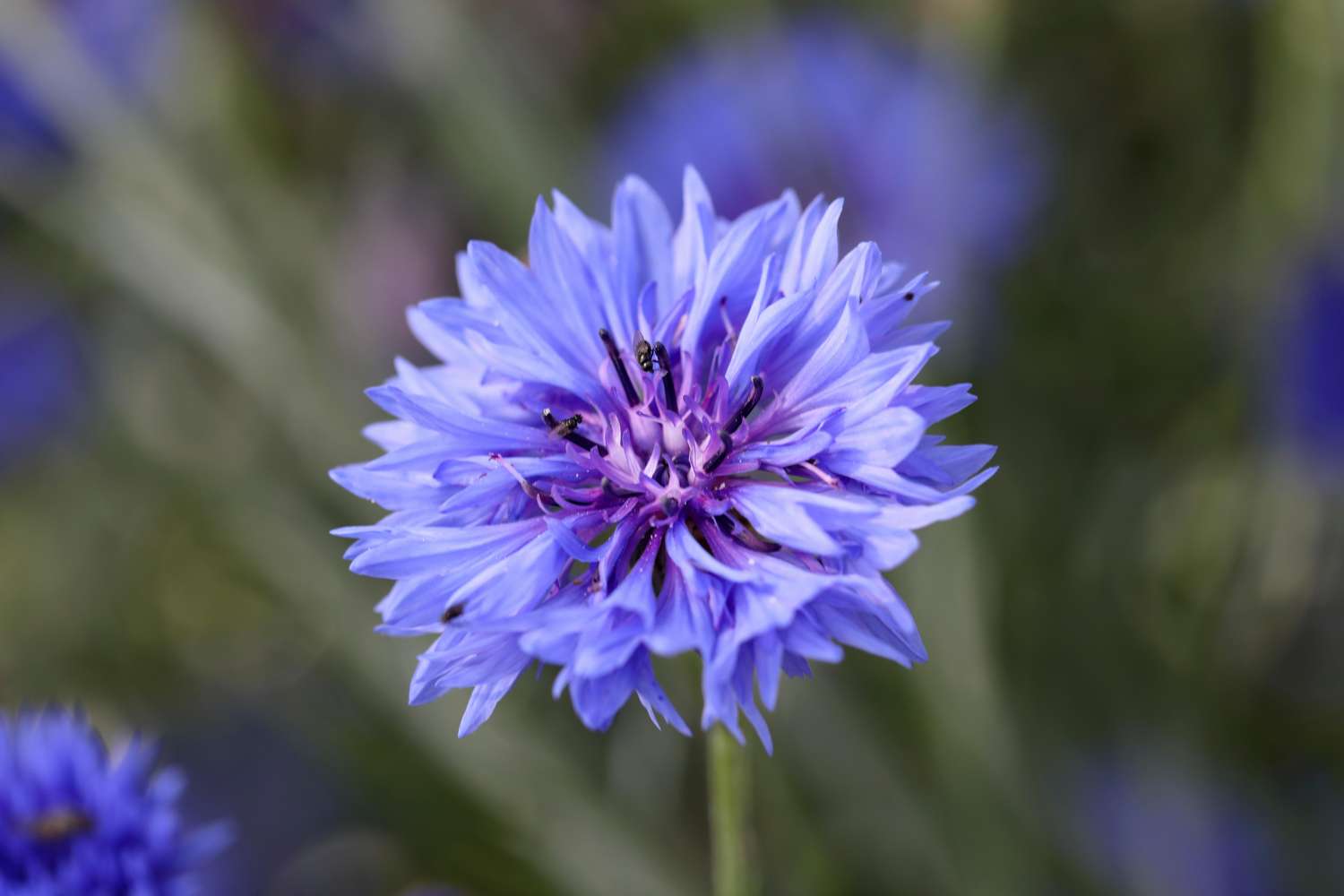 Blauwe korenbloem (zaden)