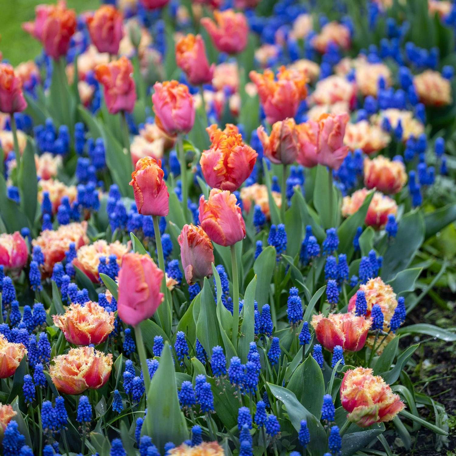 Bollenmengsel 'Amazing Ocean'