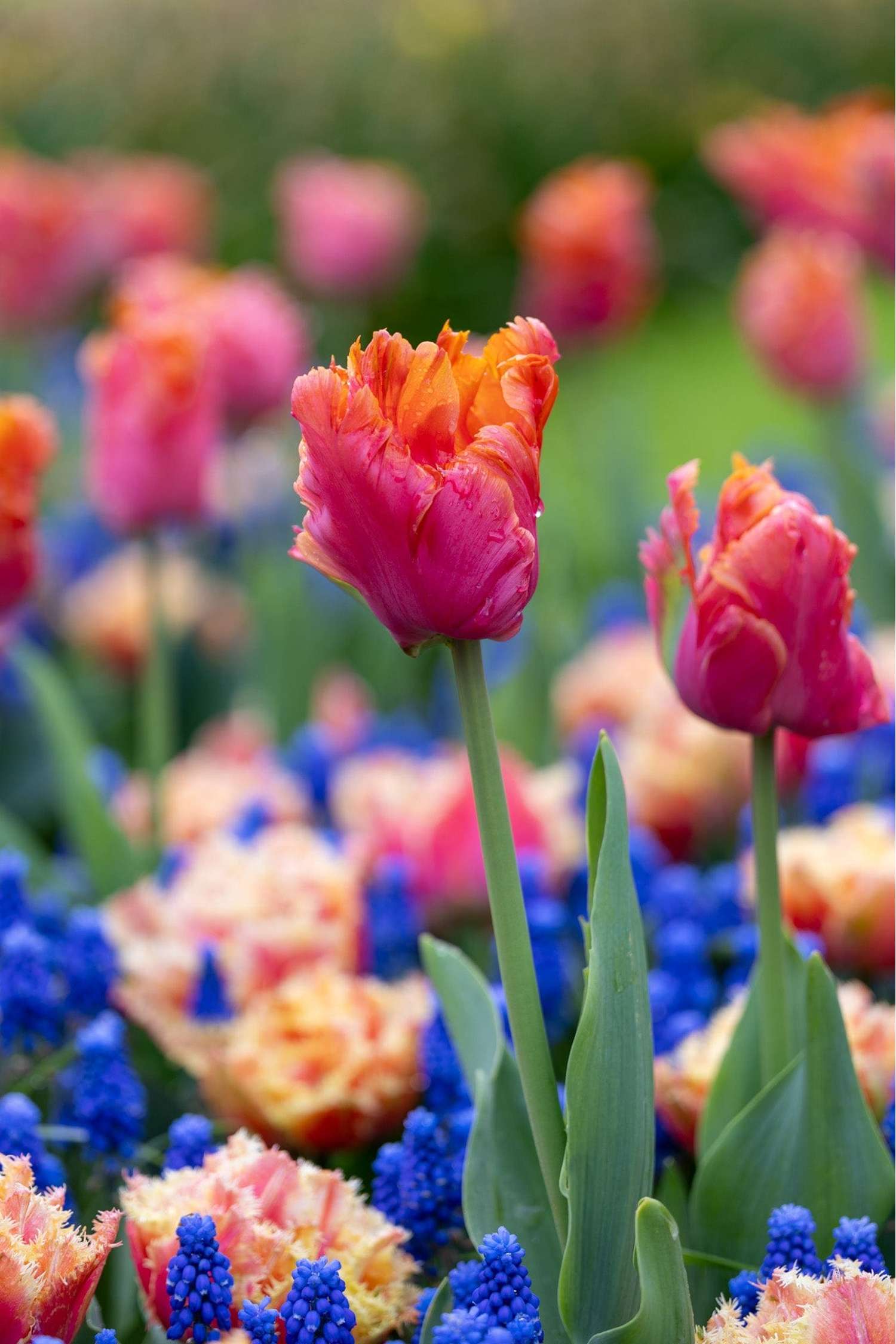 Bollenmengsel 'Amazing Ocean'