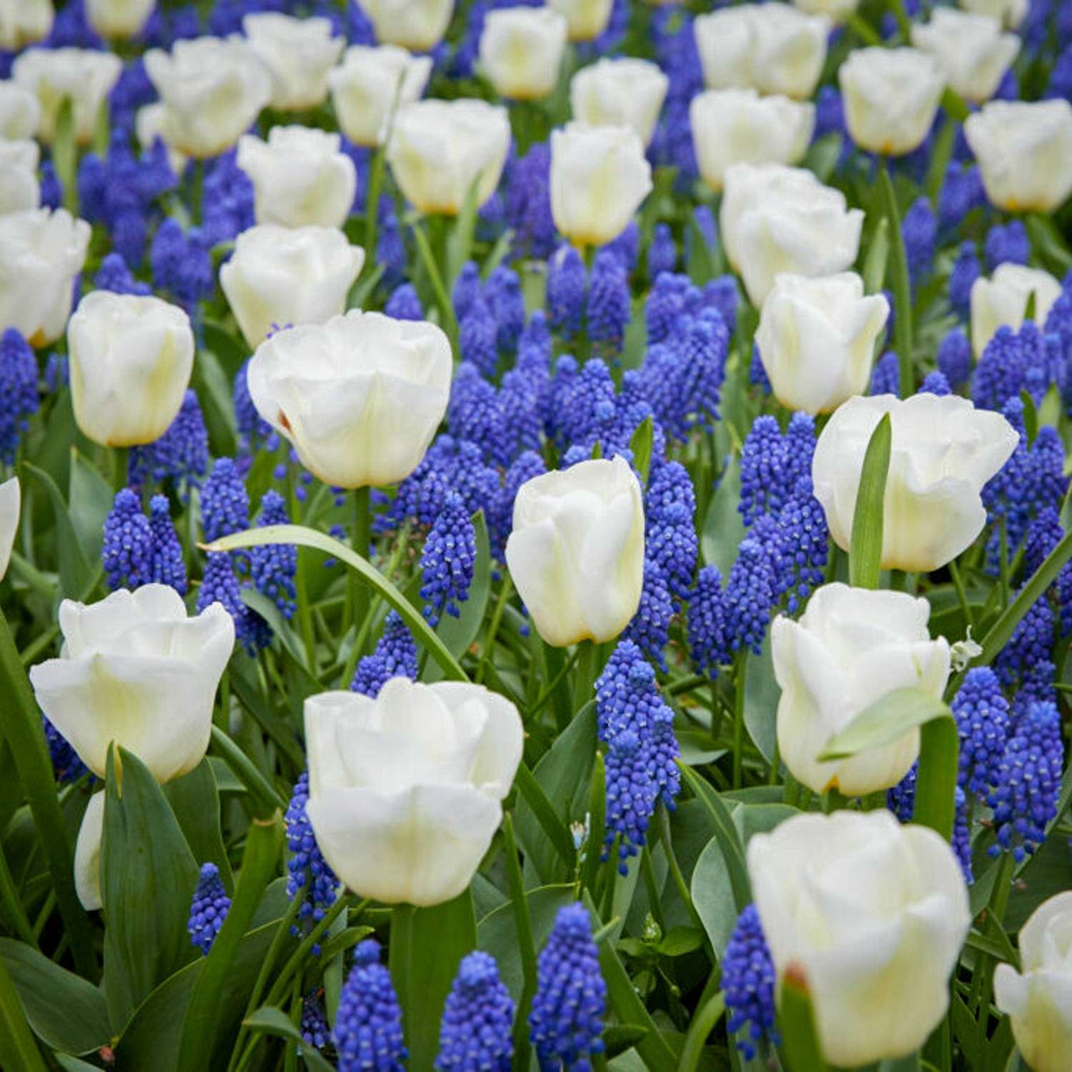 Bloembolmengsel 'Blue Snow'